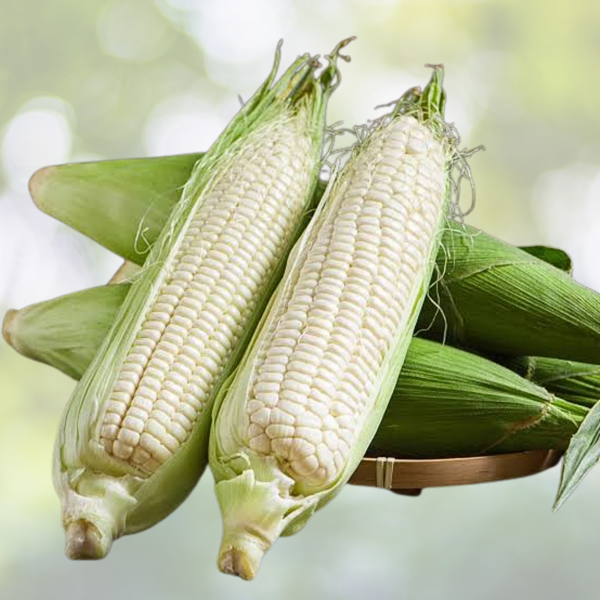 Sweet White Corn Seeds - 50pcs Heirloom Non-GMO Open-Pollinated Variety - Zea mays