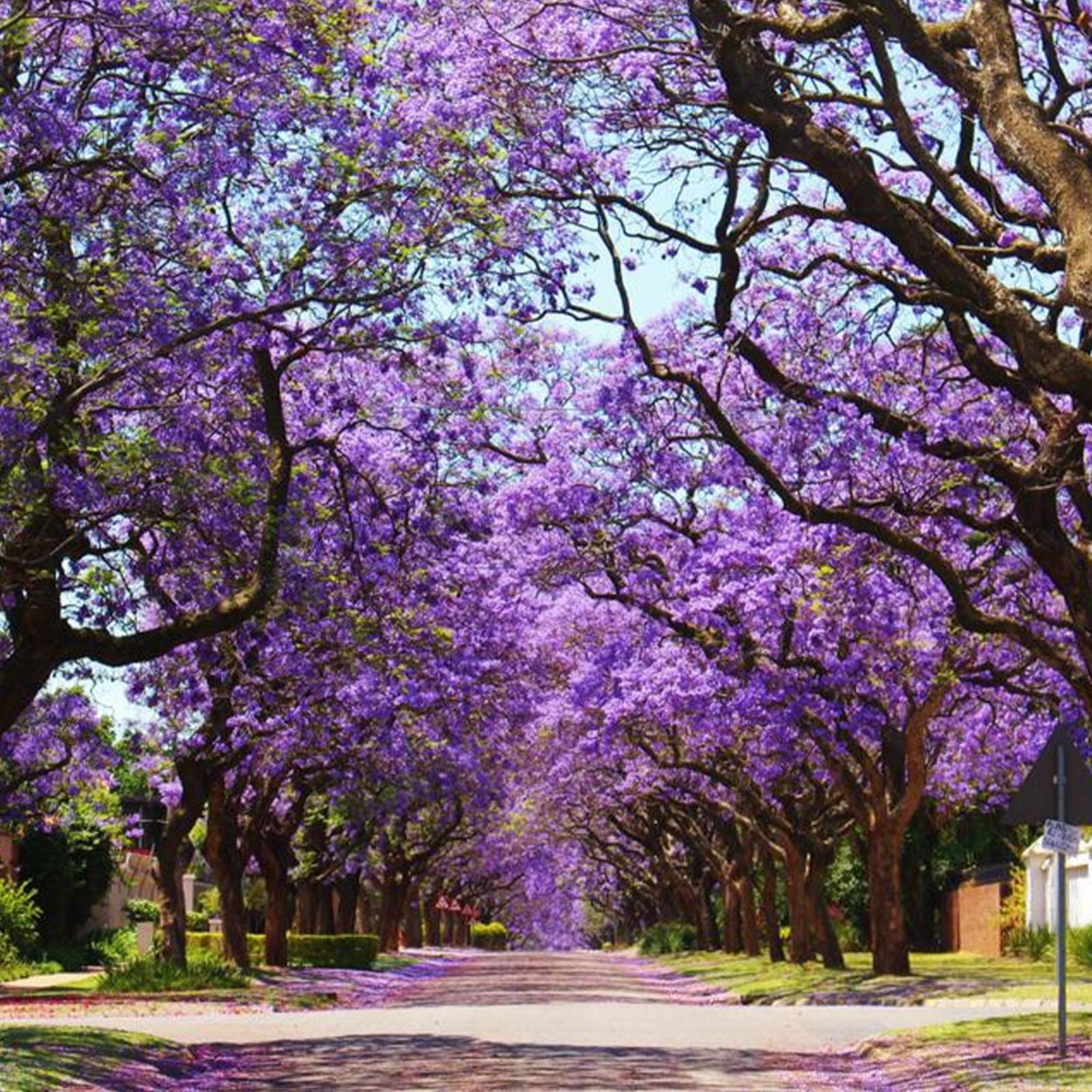 Blue Jacaranda Tree Seeds - 25 Seeds - Exotic Flowering Tree - Jacaranda mimosifolia - Ornamental Garden Plant