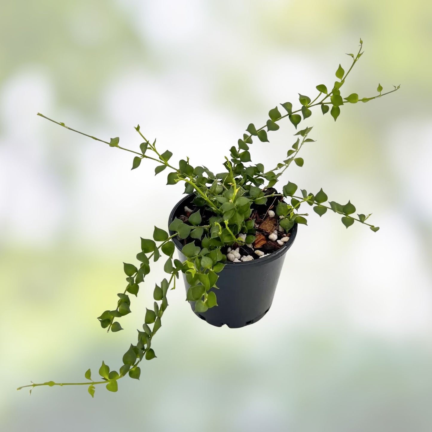 Dischidia Ruscifolia Million Hearts Plant 4" Unrooted Cutting Indoor Houseplant Tropical Vine