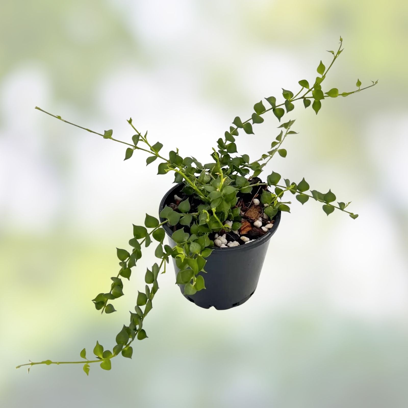 Dischidia Ruscifolia Million Hearts Plant 4" Unrooted Cutting Indoor Houseplant Tropical Vine