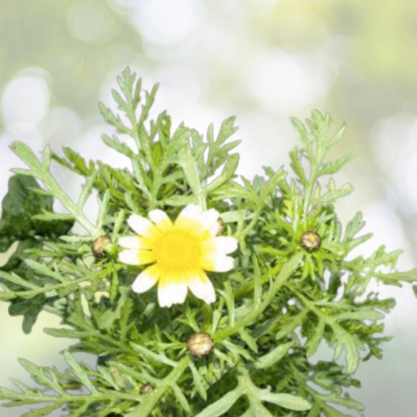Tong Ho Choy Seeds - 200+ Pack - Shungiku Ssukgat Tan O - Edible Chrysanthemum (Broad Leaf) - USA Grown