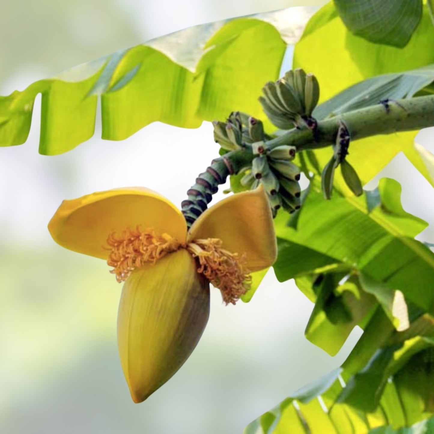Small Rooted Starter Plant - BORDELON Banana Tree - Musa acuminata - Tropical Fruit Plant, Edible Banana, Garden Plant