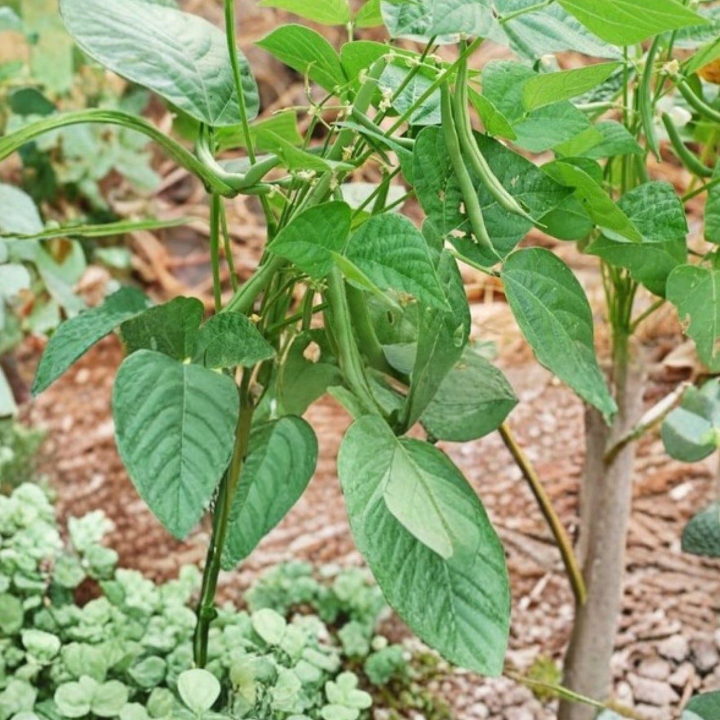 Black Valentine Bean Seeds - Heirloom Non-GMO Organic Vegetable Seeds - Phaseolus vulgaris - 50+ Seeds