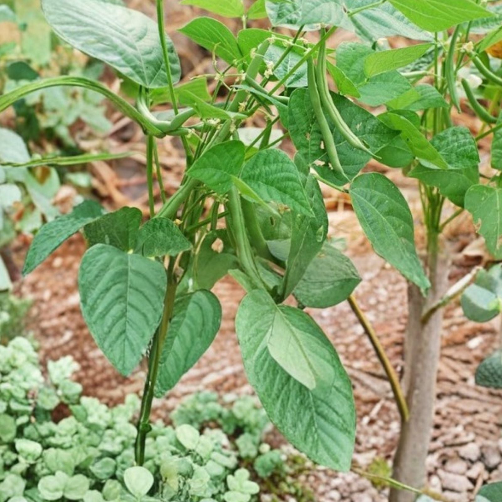Black Valentine Bean Seeds - Heirloom Non-GMO Organic Vegetable Seeds - Phaseolus vulgaris - 50+ Seeds