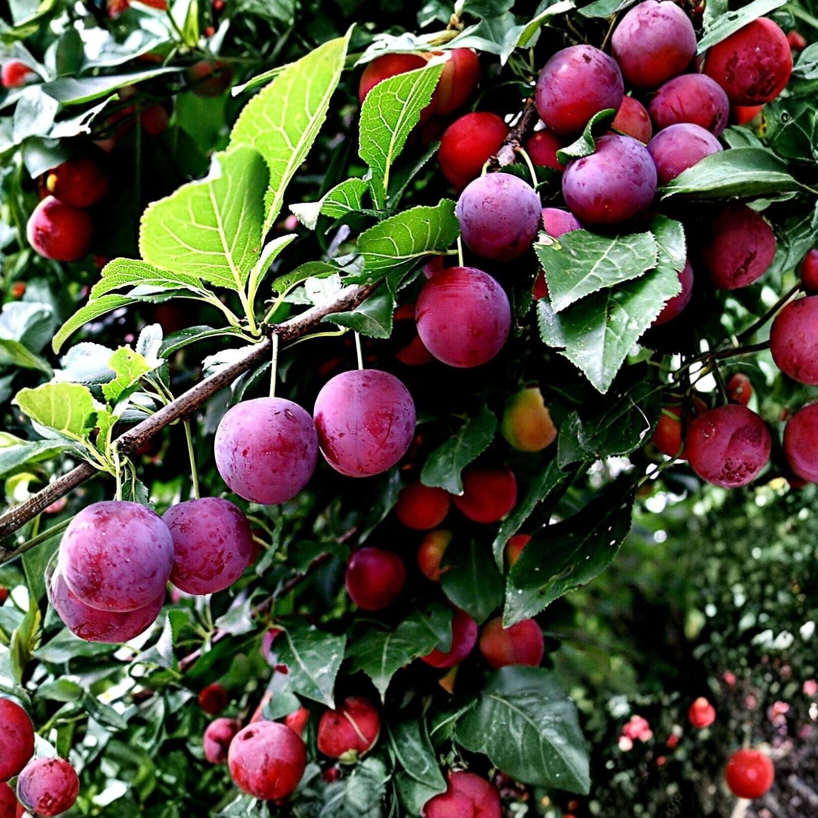 American Plum Bonsai Tree Seedling - 6 Inch Prunus americana Indoor & Outdoor Decorative Plant