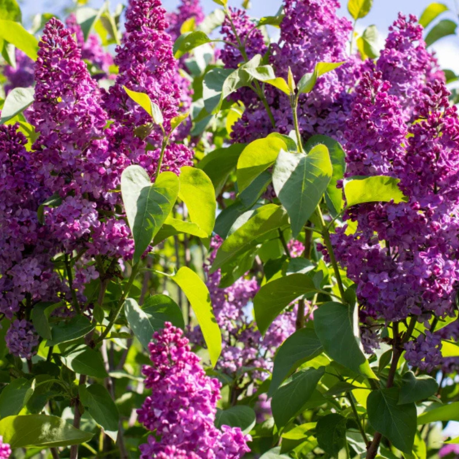 Congo Lilac Starter Plant 4-8” Well Rooted Syringa Vulgaris Fragrant Purple Flowers Garden Plant
