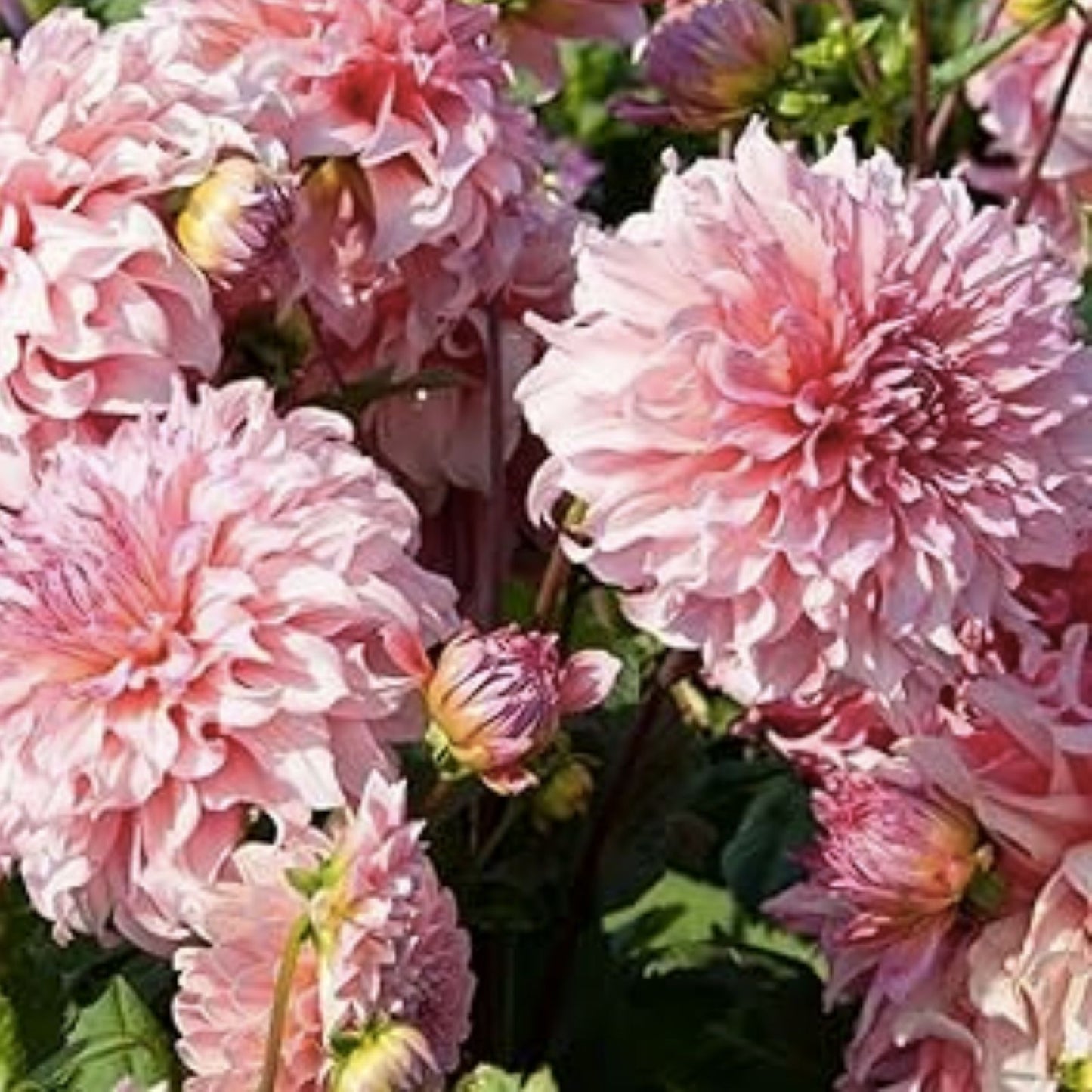 Dahlia Flower Seeds Exotic Mix 100+ Seeds Garden Planting USA Made Iowa Shipped