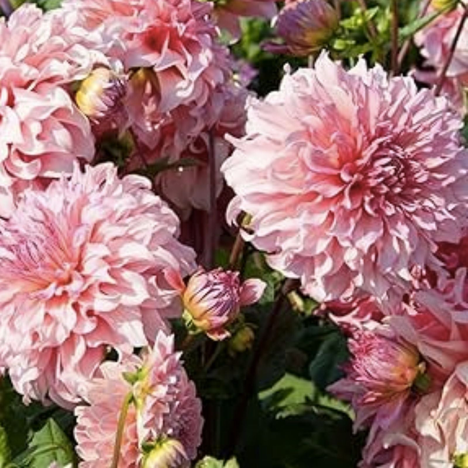 Dahlia Flower Seeds Exotic Mix 100+ Seeds Garden Planting USA Made Iowa Shipped