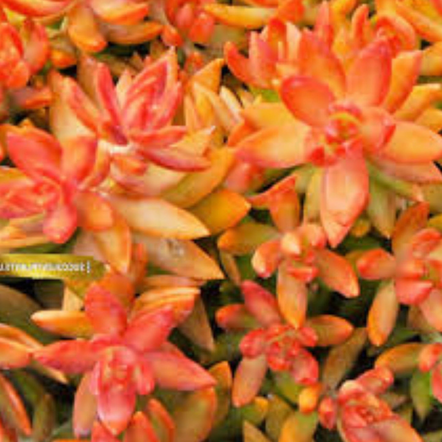 Rare Succulent Cutting 2-Inch Orange Delight Sedum Unrooted Live Plant for Home Decor and Gardening