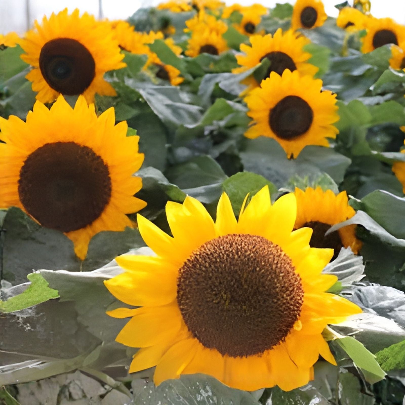 Sunspot Sunflower Seeds 30g Heirloom Non-GMO Flower Seeds Helianthus annuus for Garden Planting