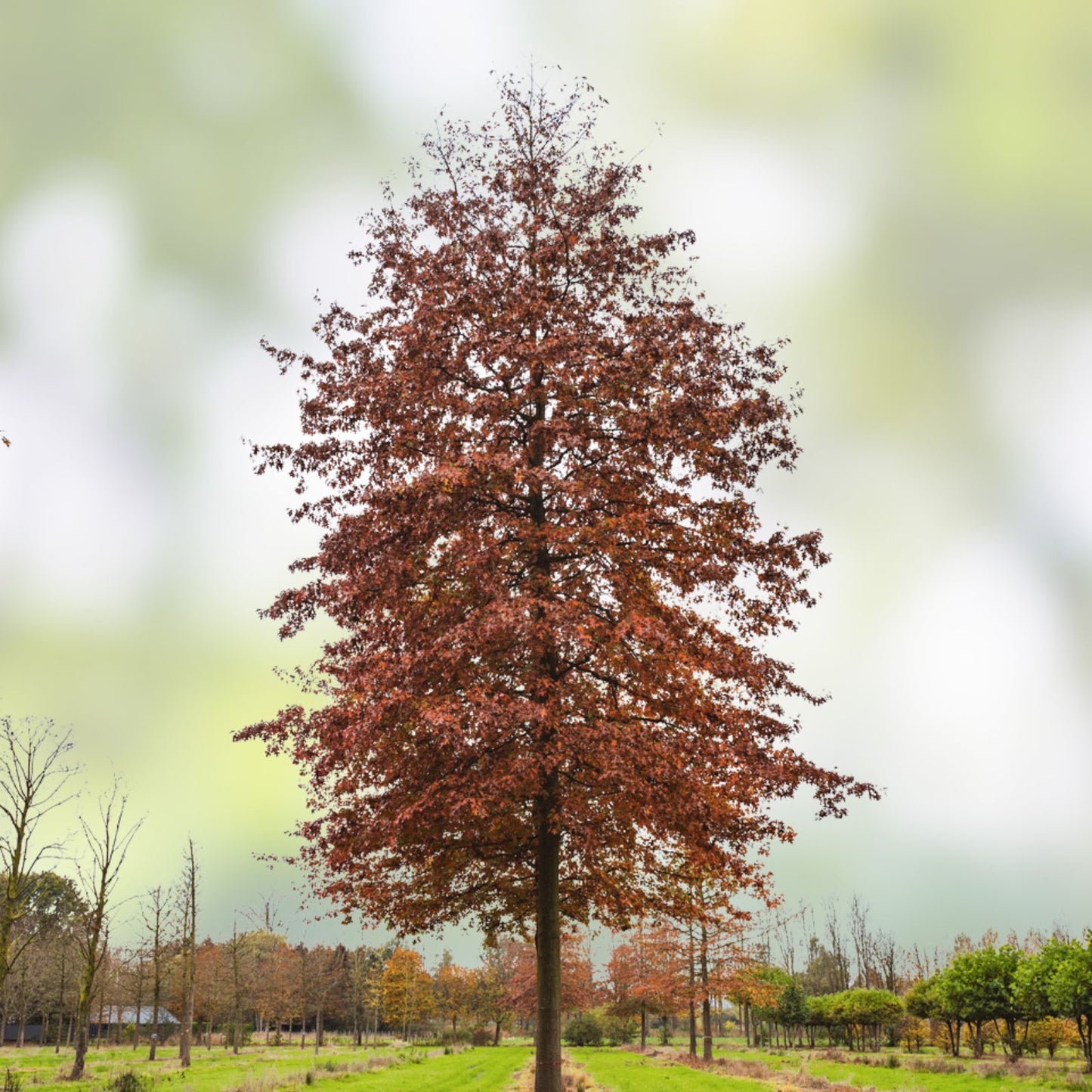 Pin Oak Tree Seeds 5 Large Healthy Quercus palustris Bare Root Live Plant Starter Tree