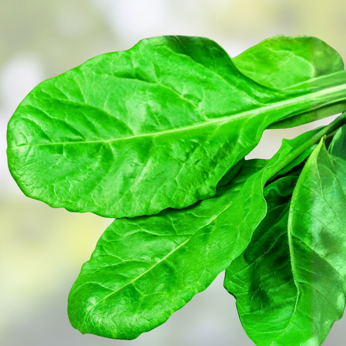 Non-GMO Heirloom Spinach Seeds - 100 Organic Spinacia oleracea Garden Seeds for Vegetables and Cooking