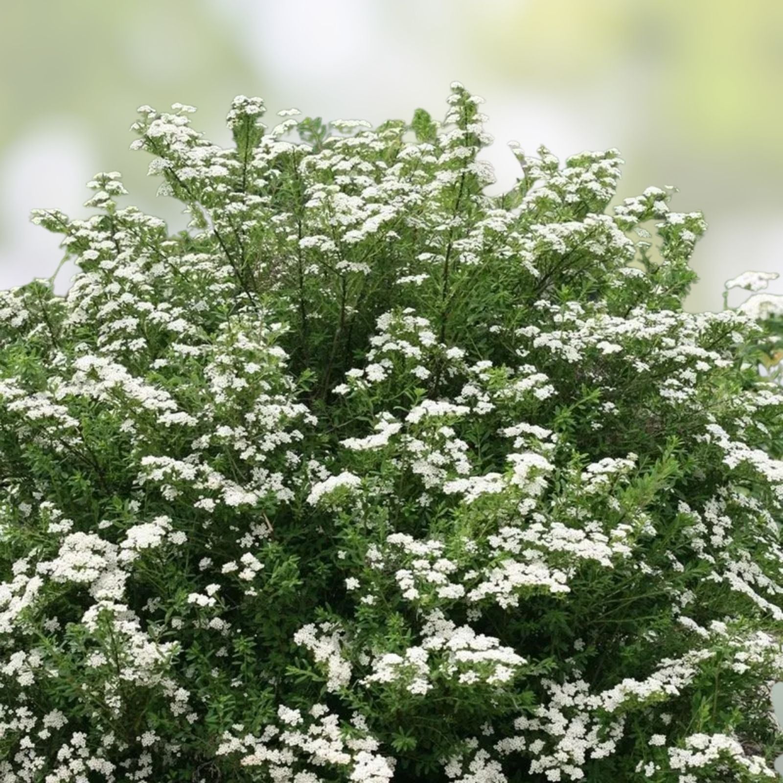 White Wedding Cake Spirea Cuttings Set of 10 – Unrooted 6-8 Inches – Spiraea x vanhouttei for Landscaping and Gardens