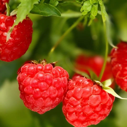 Everbearing Heritage Raspberry Cuttings - 20 Thin Cuttings - Rubus idaeus - Fruit Bearing, Organic, Garden Plant