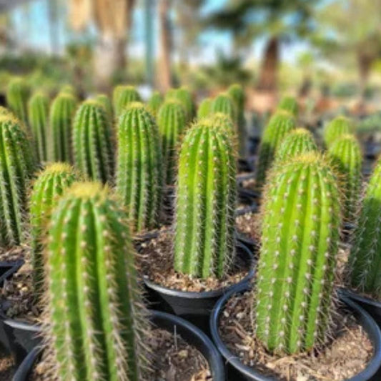 12" Echinopsis Spachiana Golden Torch Cactus Cutting - Succulent Houseplant, Indoor Garden Decor, Low Maintenance Plant