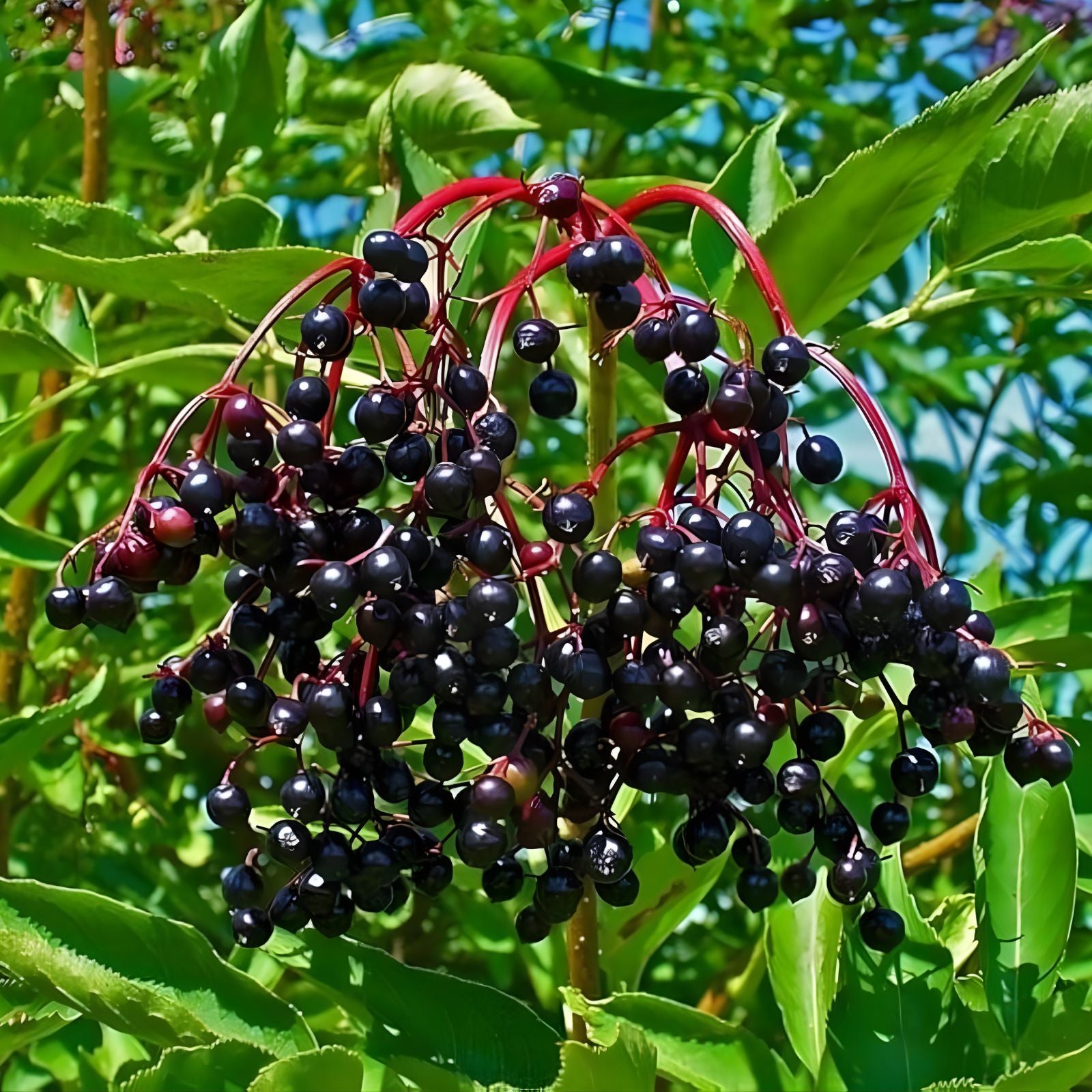 Elderberry Live Plant Set of 2, Bare Root, Black Sambucus nigra, Edible & Medicinal, Hardy Zones 5-9