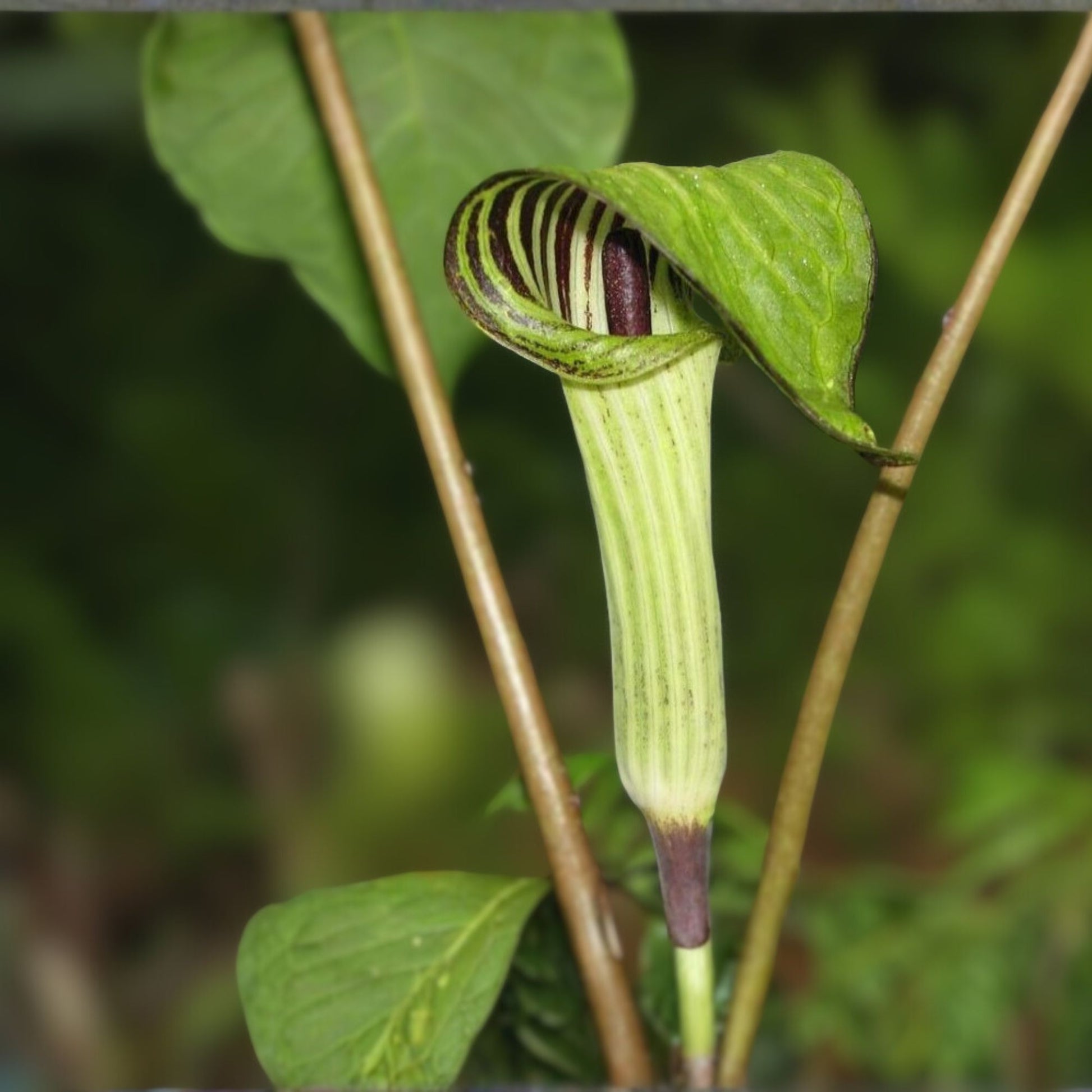 Jack-In-The-Pulpit Bulbs - 10 Bareroot Rhizomes - Native Medicinal Wildflower - Arisaema triphyllum for Sustainable Gardens