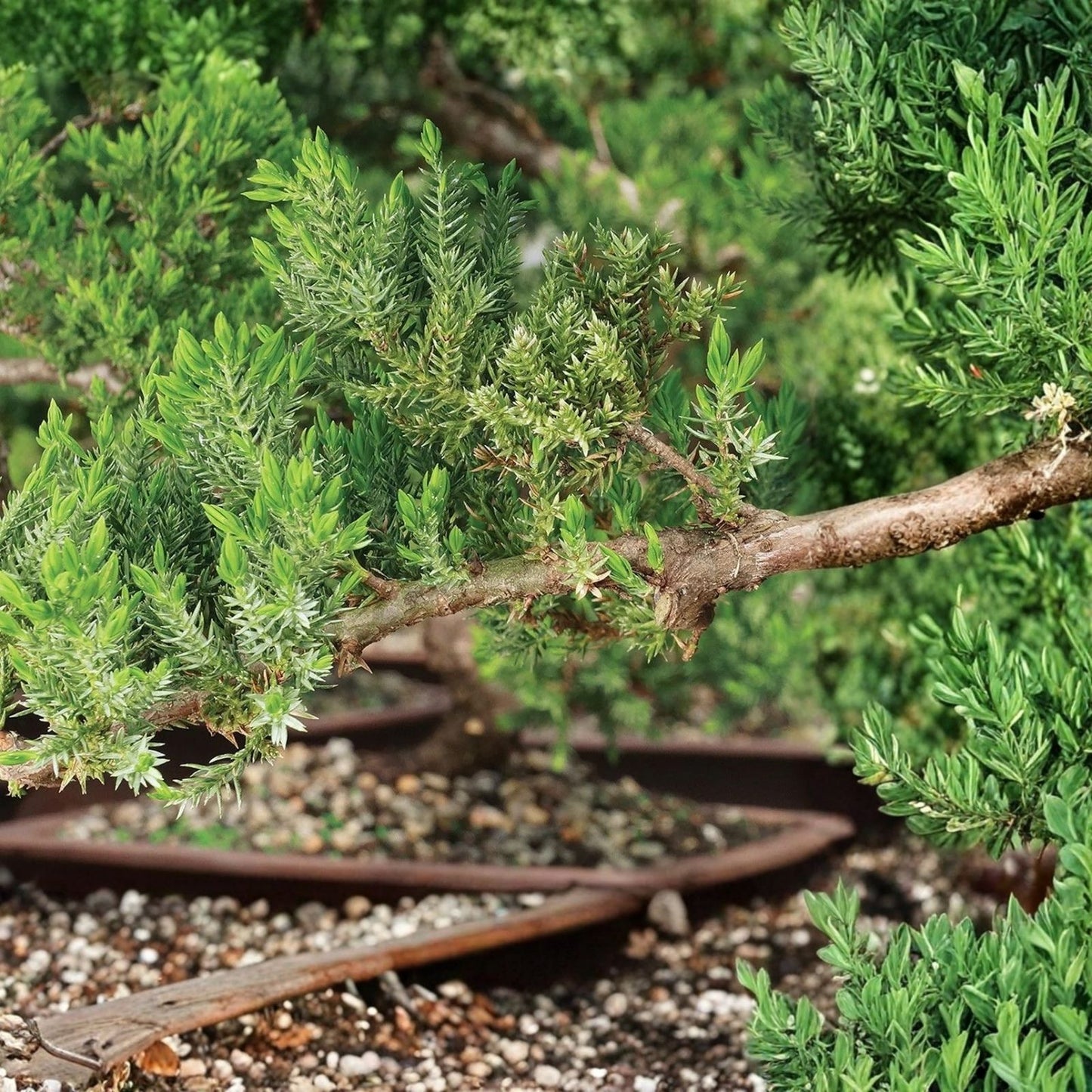 Pre Bonsai Juniper Cuttings 6-8 inch Green Mound Juniper (Juniperus procumbens) 5 Pack, Live Planting Material