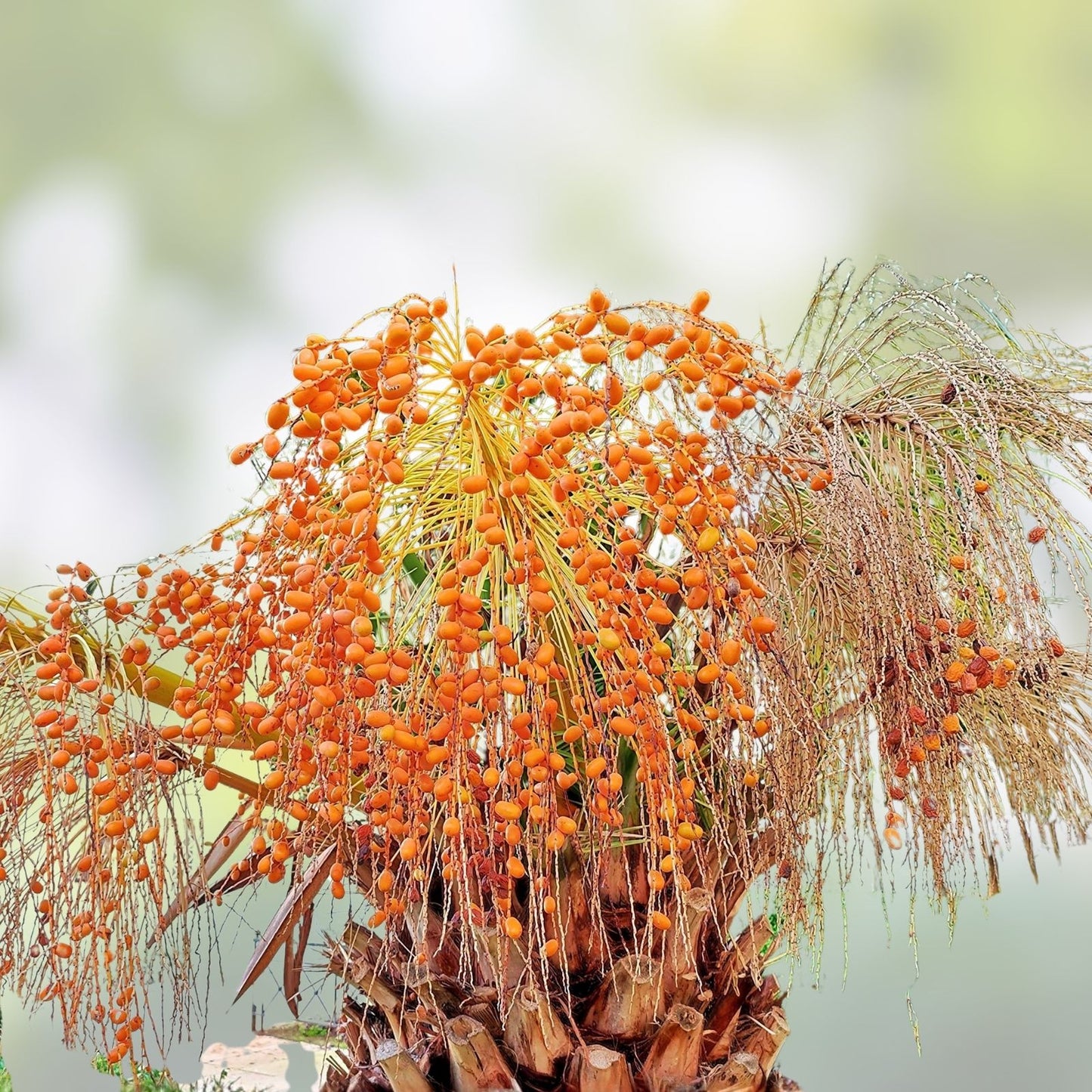 Canary Island Date Palm Tree Seeds, 15 Seeds, Phoenix canariensis, Pineapple Palm Seeds for Gardening and Landscaping