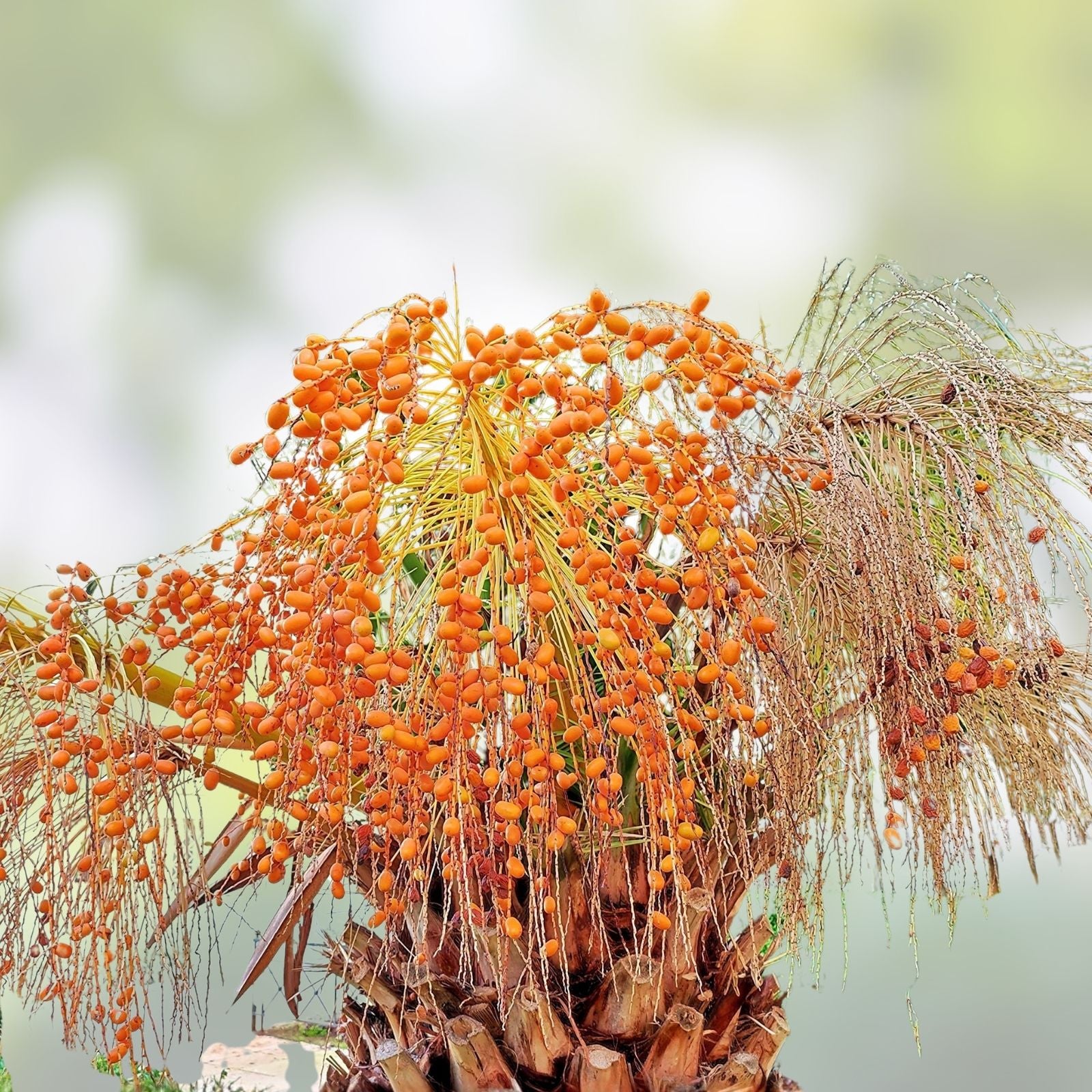Canary Island Date Palm Tree Seeds, 15 Seeds, Phoenix canariensis, Pineapple Palm Seeds for Gardening and Landscaping