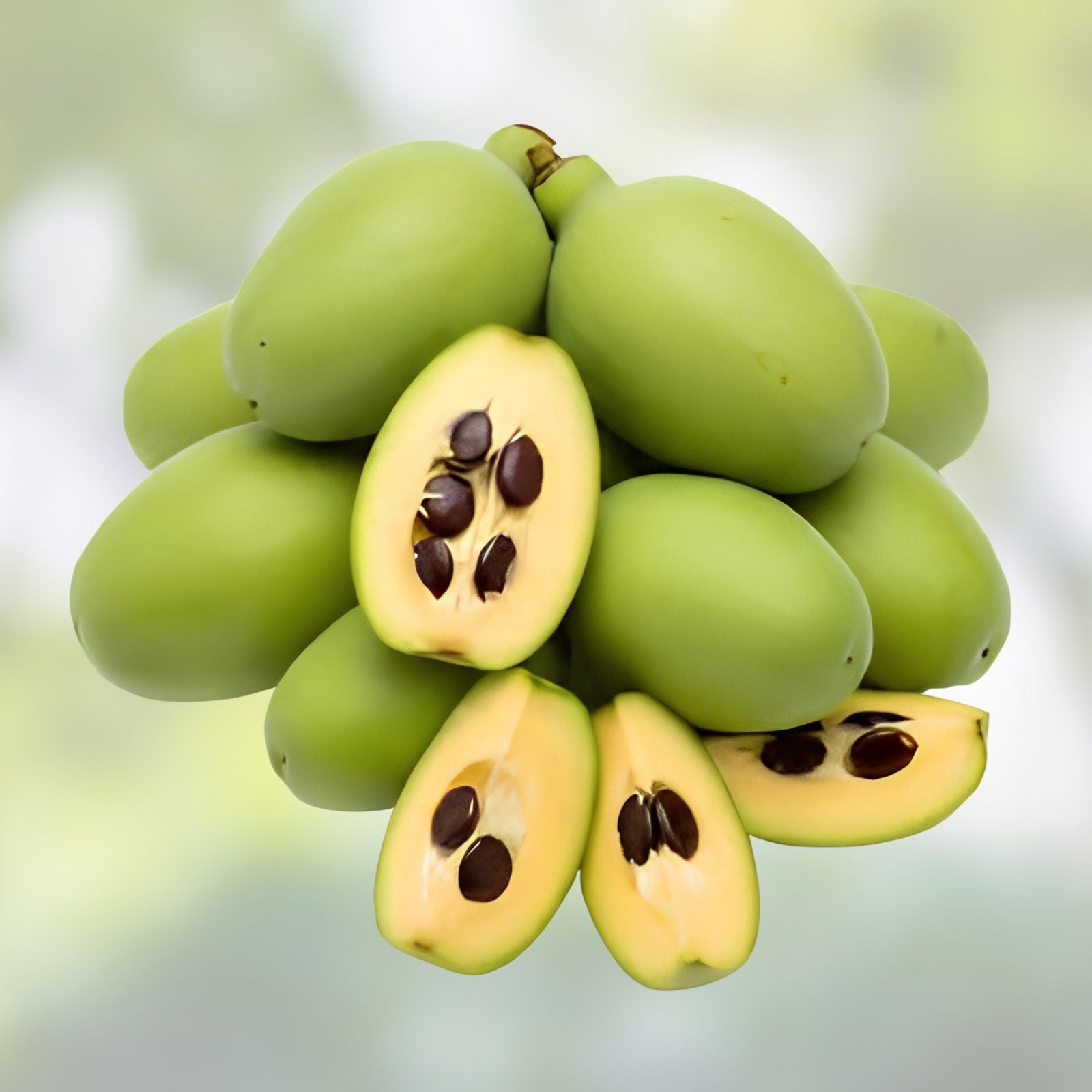 Paw Paw Tree Seeds 6 Pack - Organic Asimina triloba Fruit Seeds for Planting, Edible Native Tree