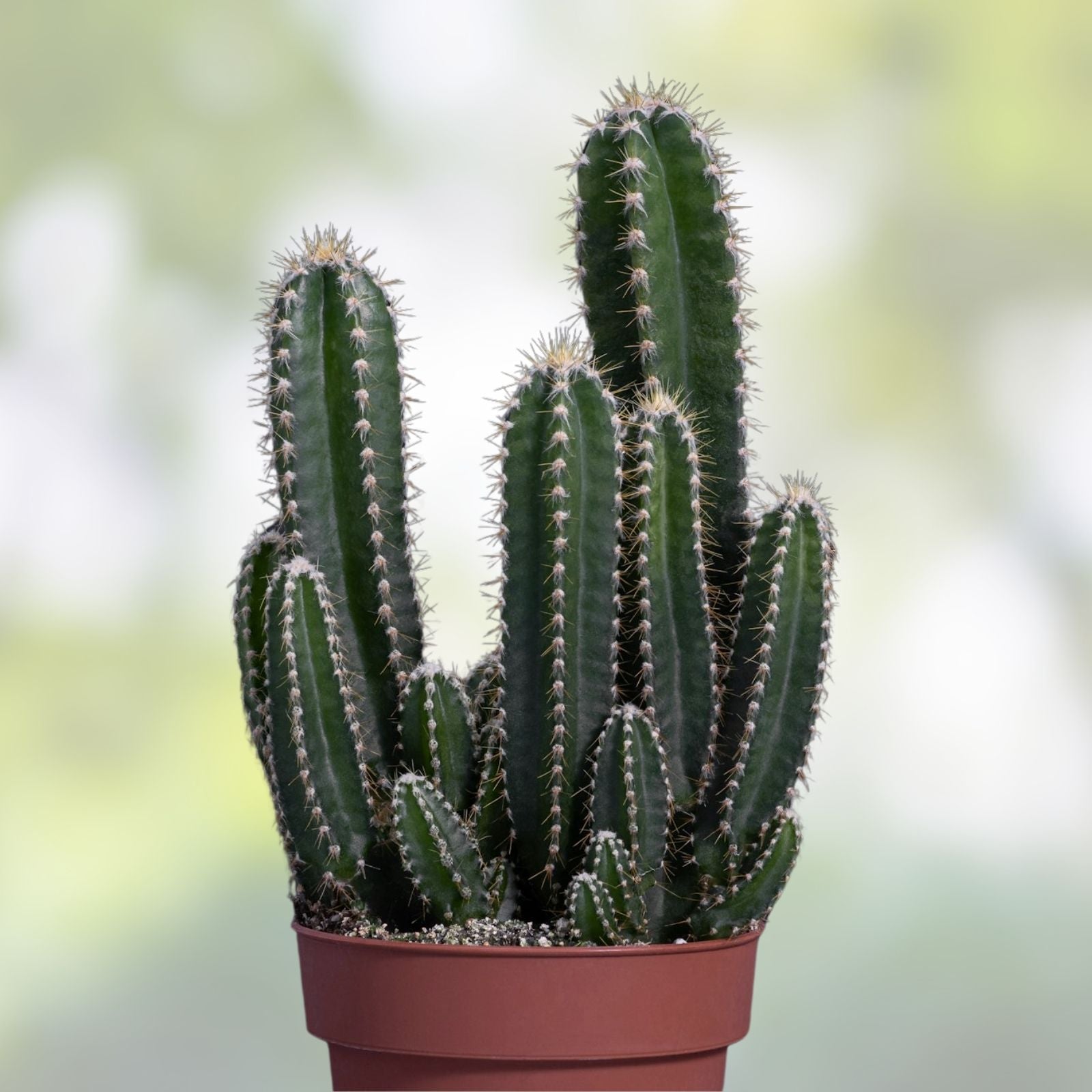 Cereus Werdemannianus Cactus Indoor Plant 17" - Unique Columnar Succulent for Home Decor