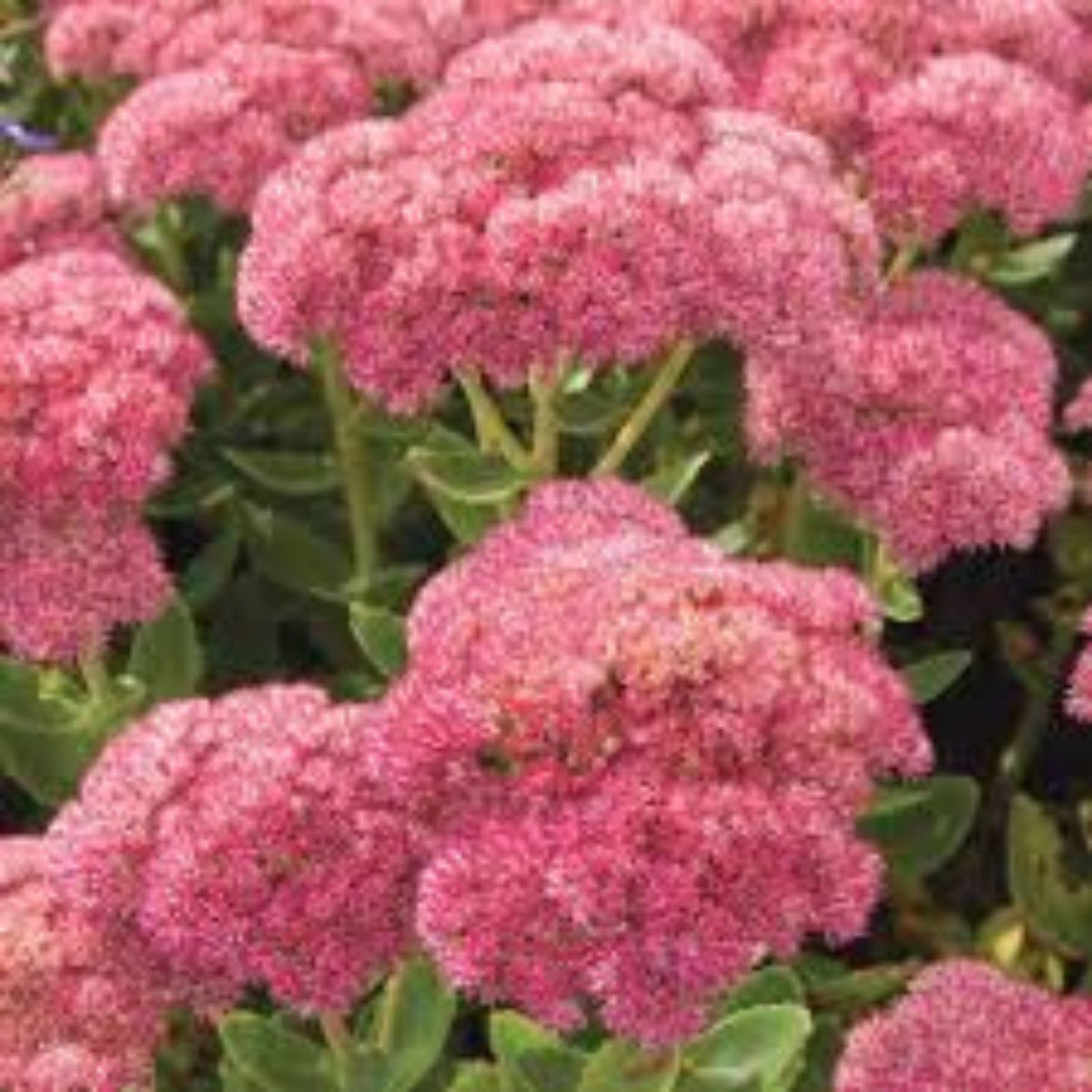 Sedum Autumn Joy Cuttings - 4 Bare Unrooted Live Plants with Pink Blooms - Perennial Ground Cover (Sedum telephium)