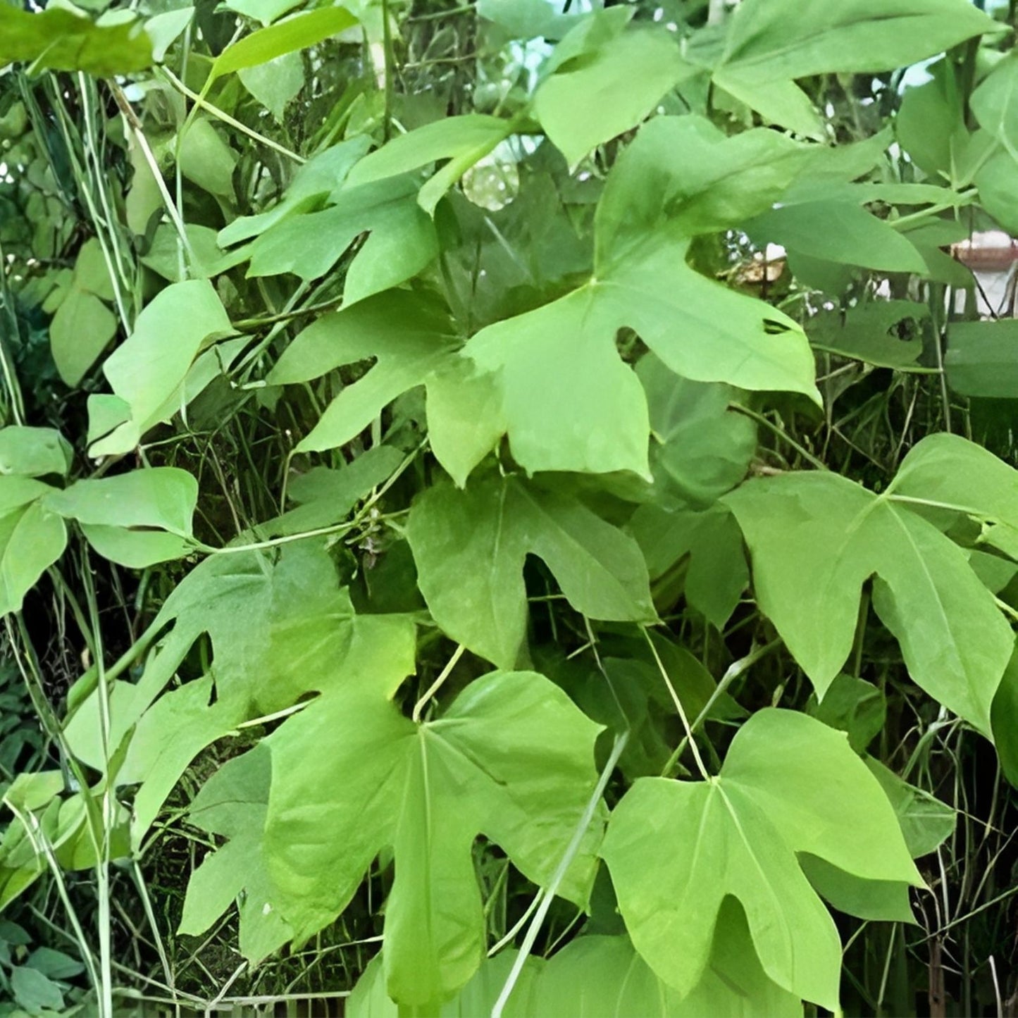Chaya Maya Edible Tree Cuttings Set of 6 – Deeply Lobed & Maple Leaf Varieties – Cnidoscolus aconitifolius