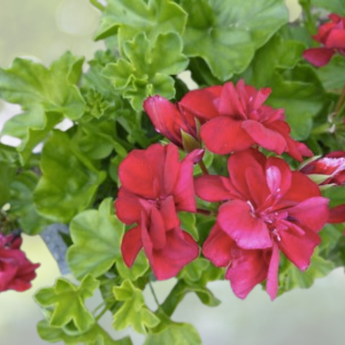 Hot Pink Geranium Cuttings 3x6" Live Plant Pelargonium Zonal Fragrant Blooms