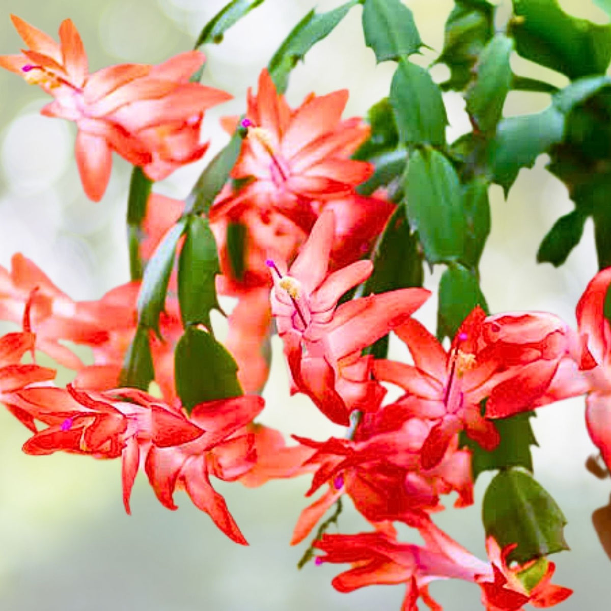 Christmas Cactus Cuttings 6-Pack 4-Segment Schlumbergera Buckleyi Old Fashion Christmas Plant Cuttings