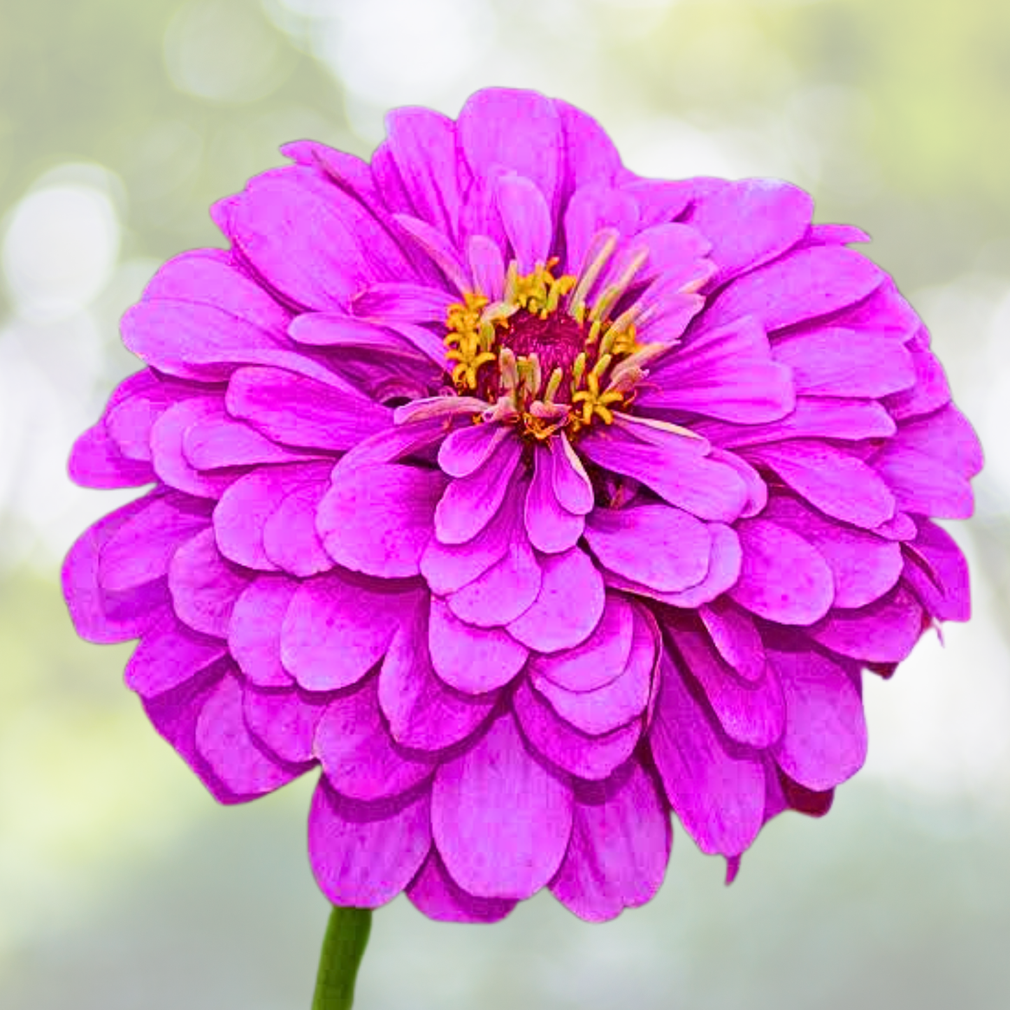 Zinnia Seeds - 200 Count - Lavender Double Butterflies - Zinnia elegans for Hummingbirds