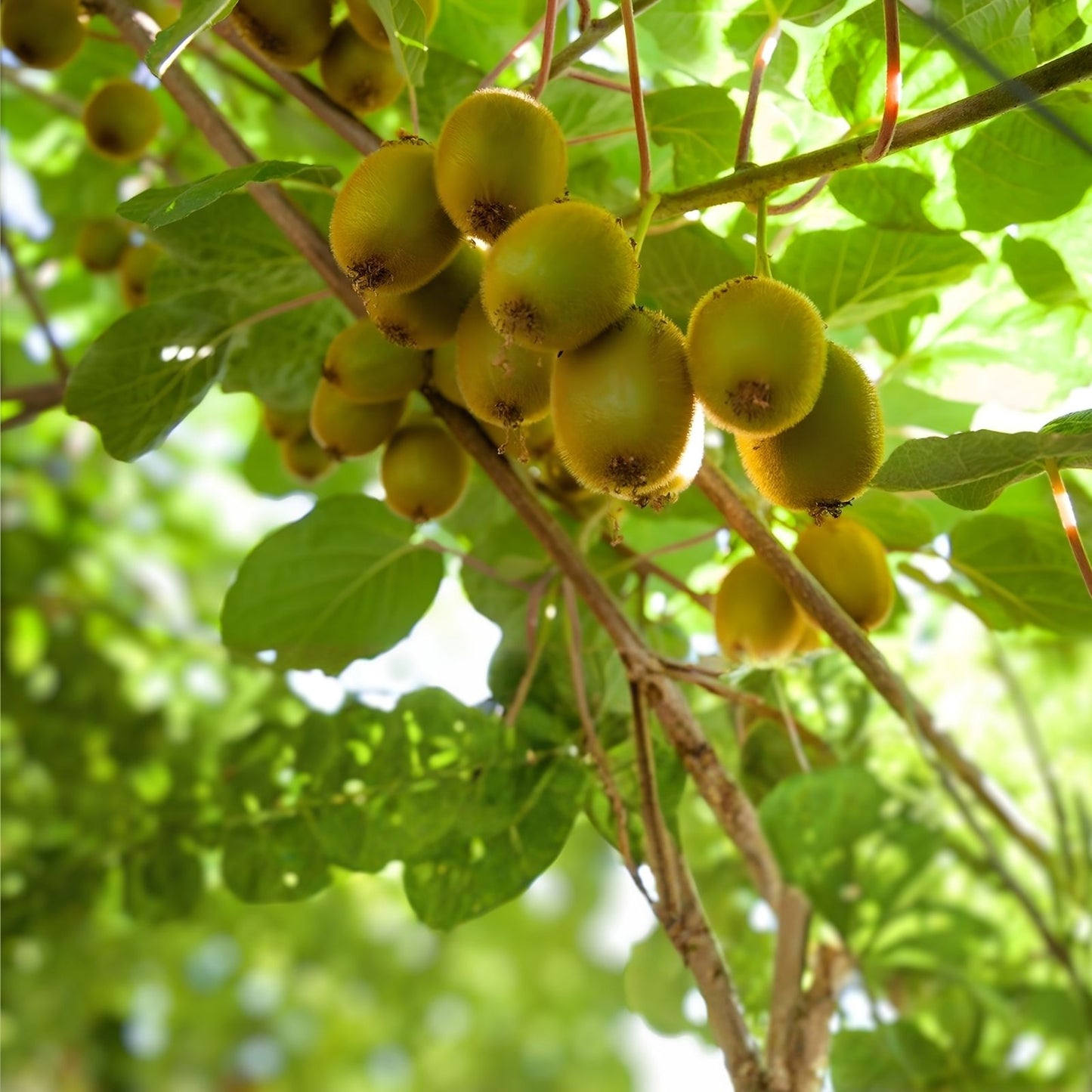 Hardy Arctic Kiwi Cuttings 6 Pack Seedless Female Male Actinidia Arguta Fruit Plant