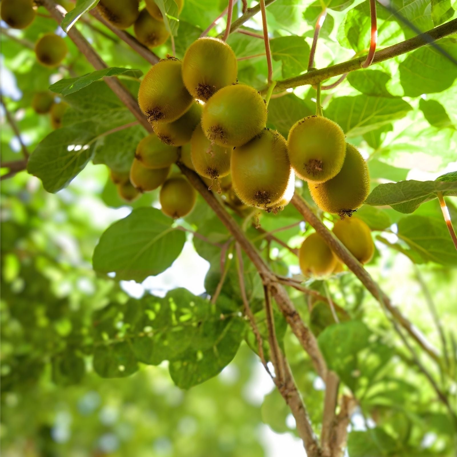 Hardy Arctic Kiwi Cuttings 6 Pack Seedless Female Male Actinidia Arguta Fruit Plant