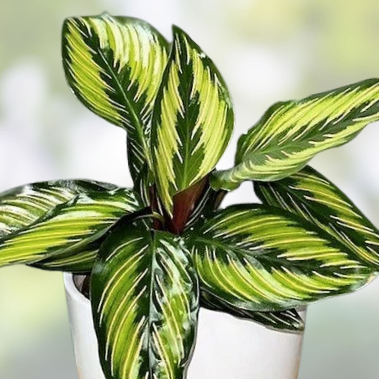 Rooted Houseplant Cuttings - 15 Varieties Indoor Green Plants for Home Decor - Perfect for Plant Lovers