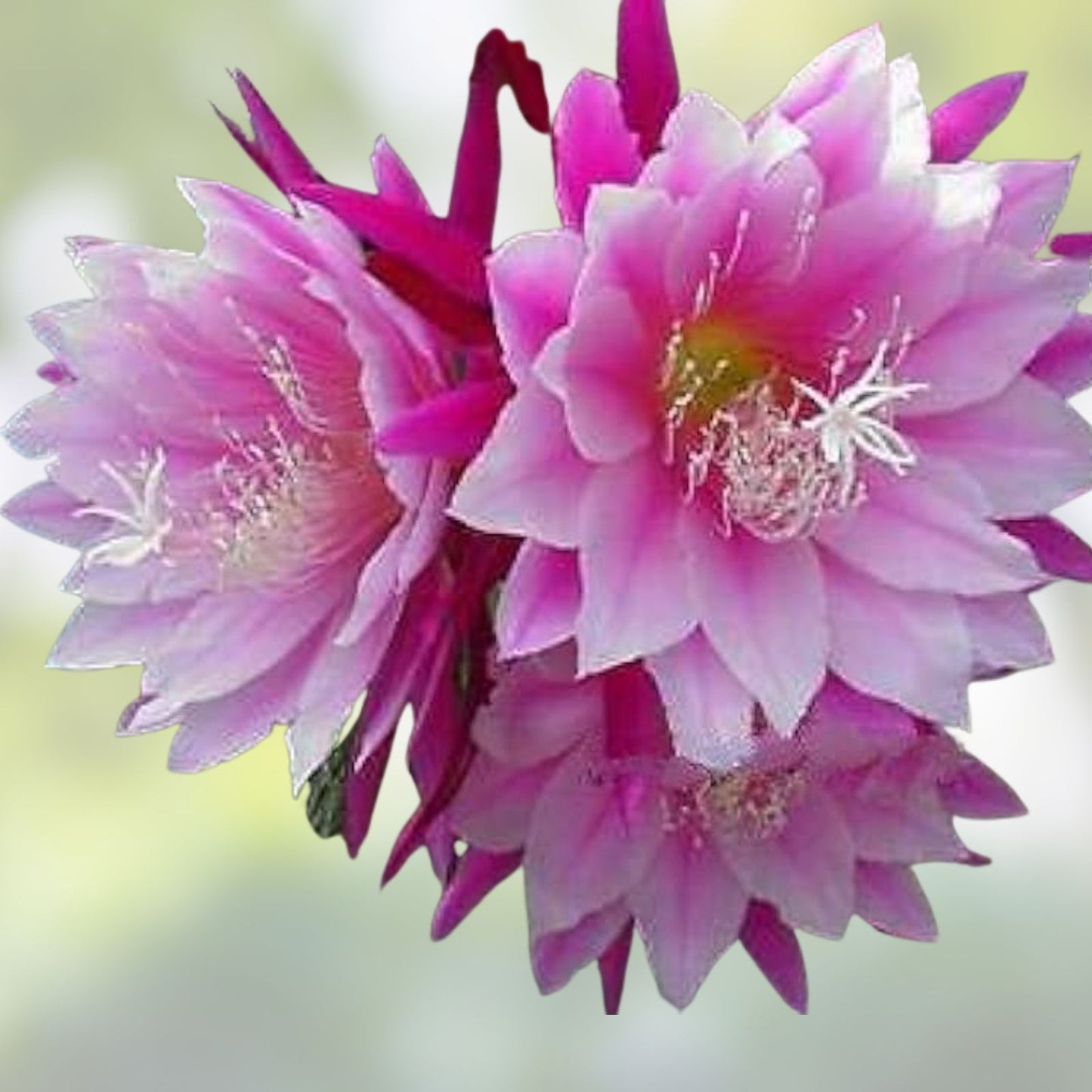 Epiphyllum Cuttings - Bumpkin Orchid Cactus - Don's Cuttings - July 4th Collection - Succulent Plant Propagation