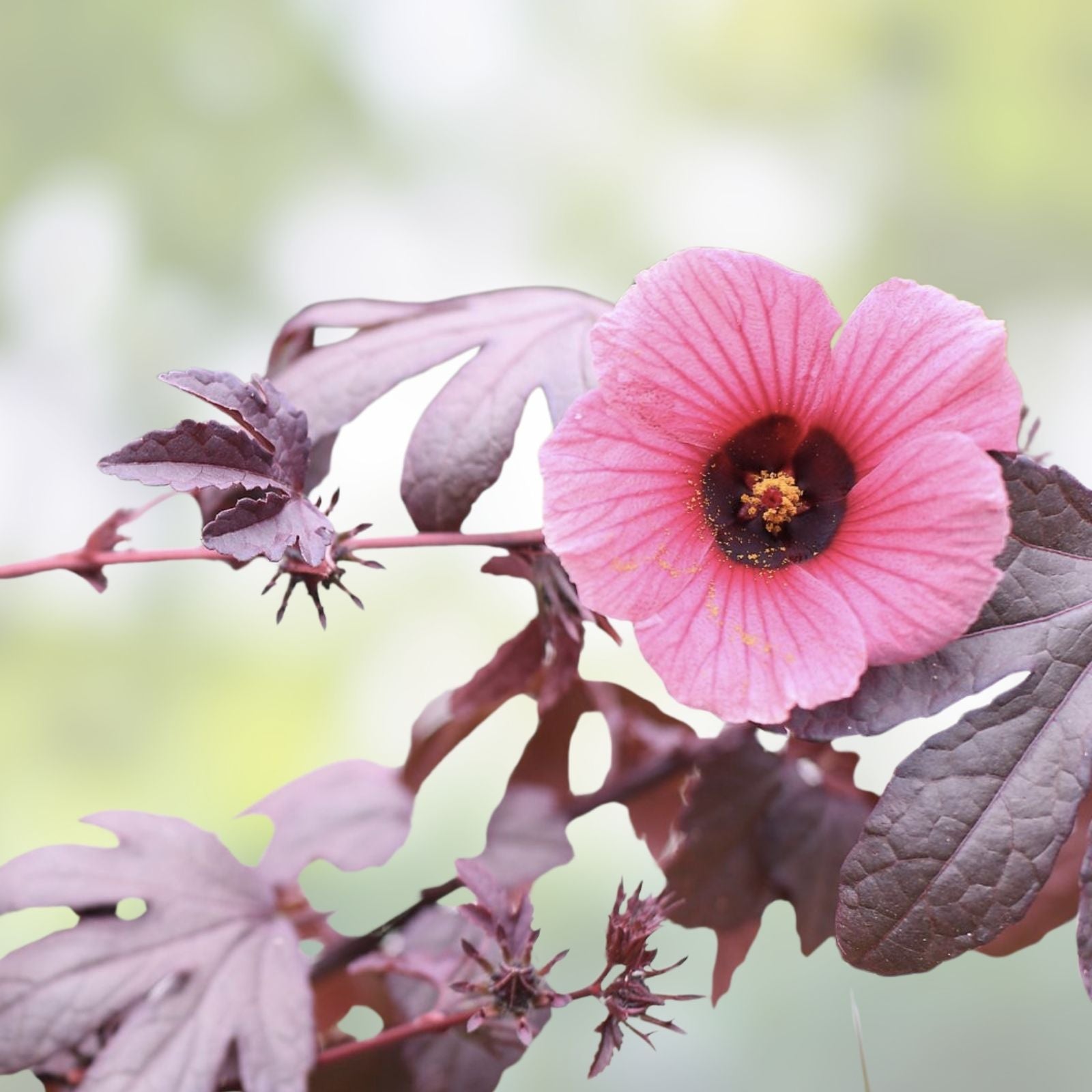 Cranberry Hibiscus Live Plant - Edible Cuttings - Tropical Ornamental Foliage - Acetosella Rosella