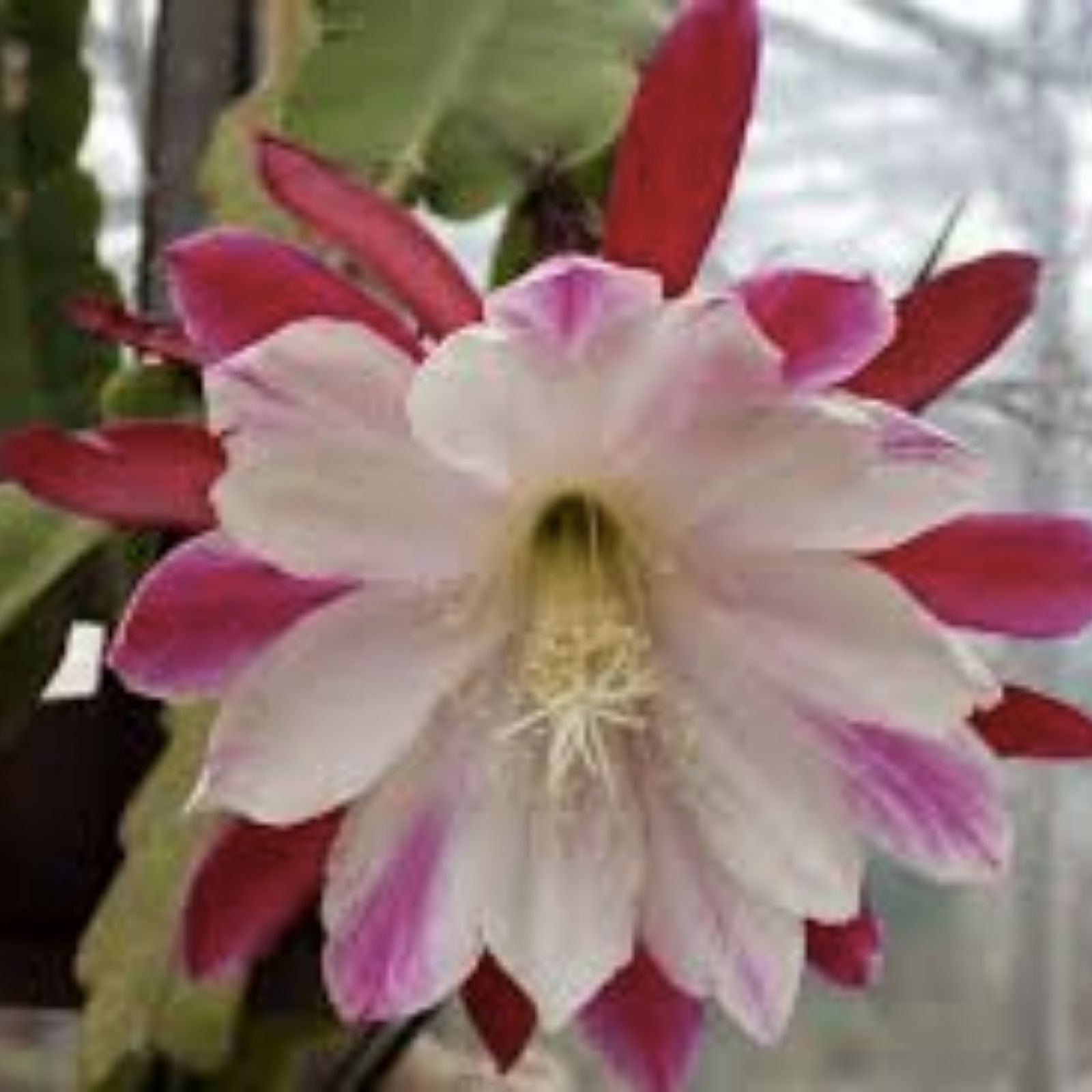 Unrooted Cutting Epiphyllum 'Chardonnay Twist' - Rare Orchid Cactus - Unique Plant Variety