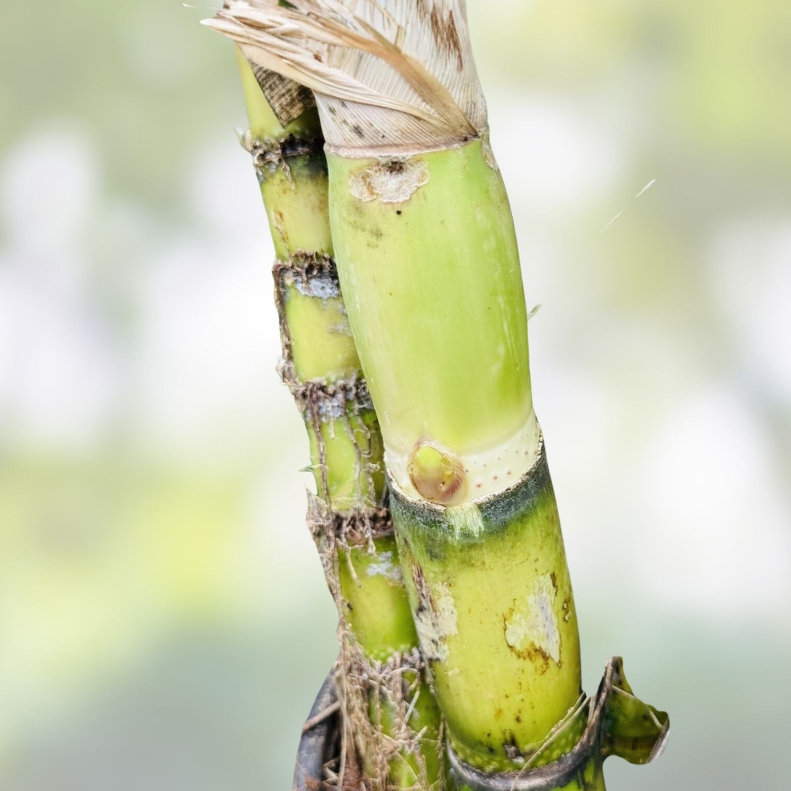 Rooted Sugarcane Cuttings 5pcs Sweet Juicy Saccharum officinarum Ready to Plant