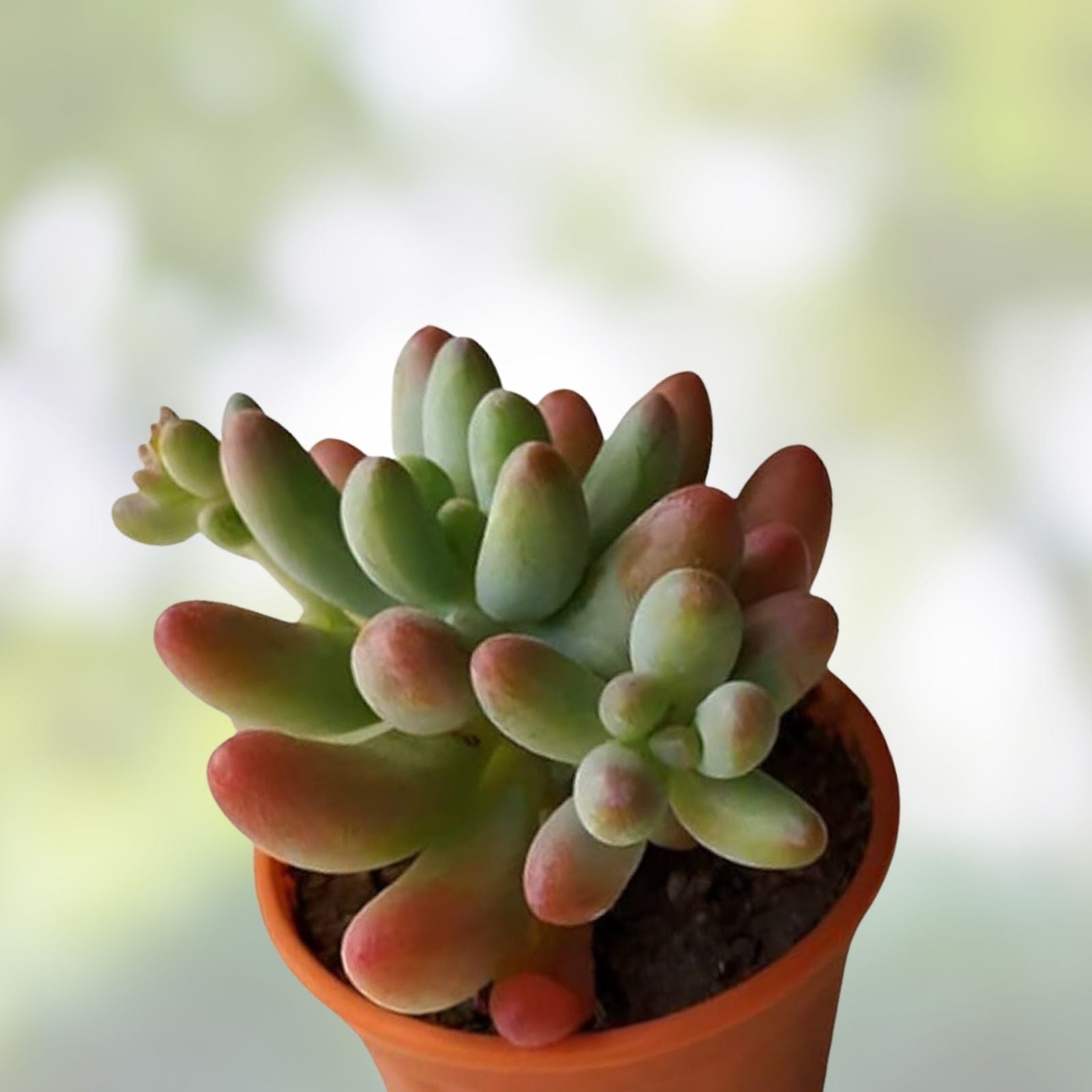7-Inch Pink Sedum Pachyphyllum Succulent Plant Cluster, Rare Live Indoor Plant, Rooted Healthy, Perfect for Home Decor