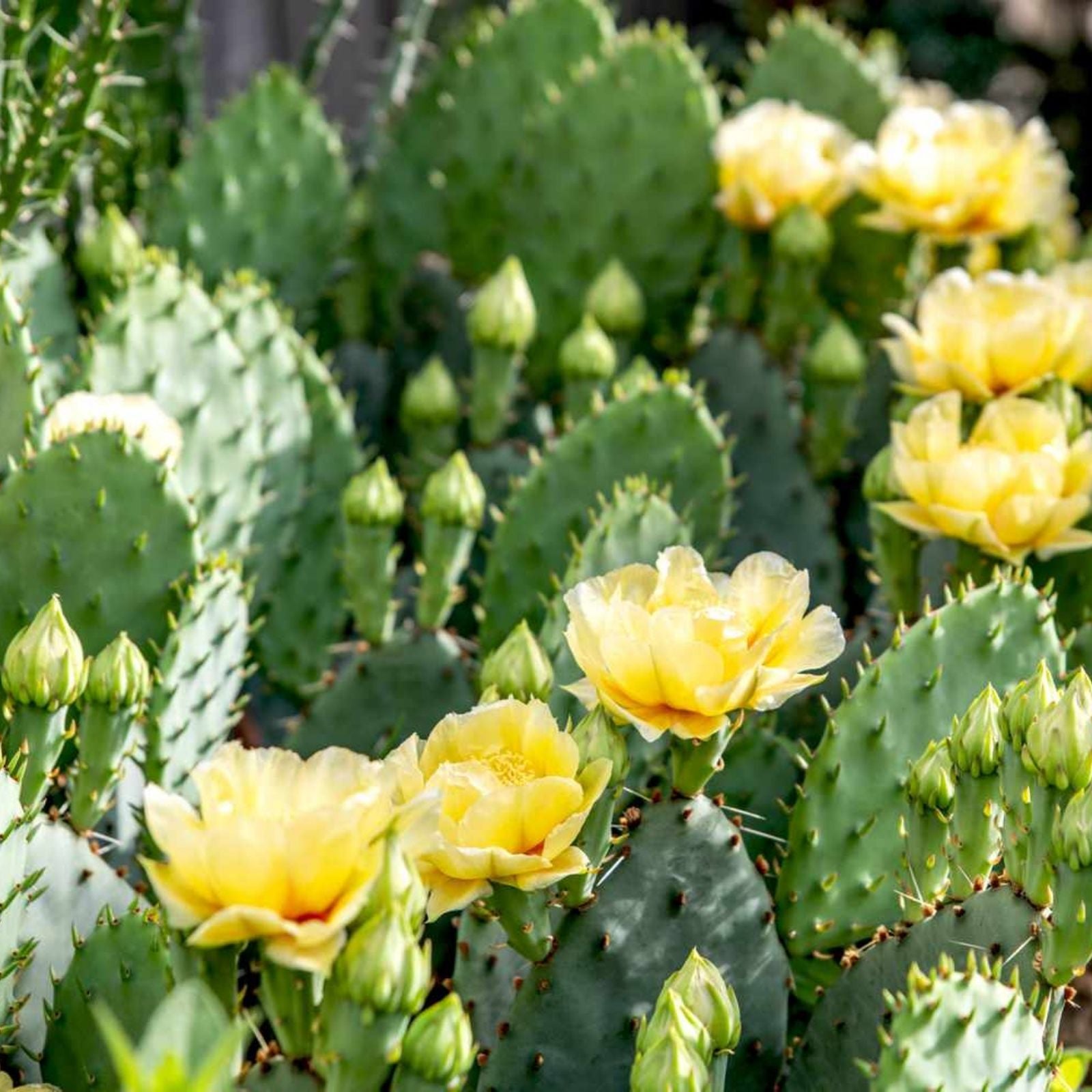 Prickly Pear Cactus 10 Pads with Yellow Flowers - Winter Hardy Opuntia Succulent Plant