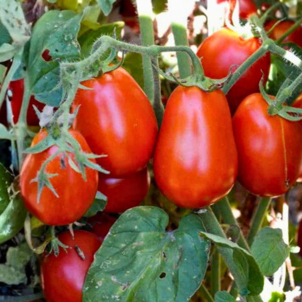 Italian Roma Tomato Seeds, Heirloom Non-GMO, 100 Seeds, Perfect for Home Gardening, Solanum lycopersicum