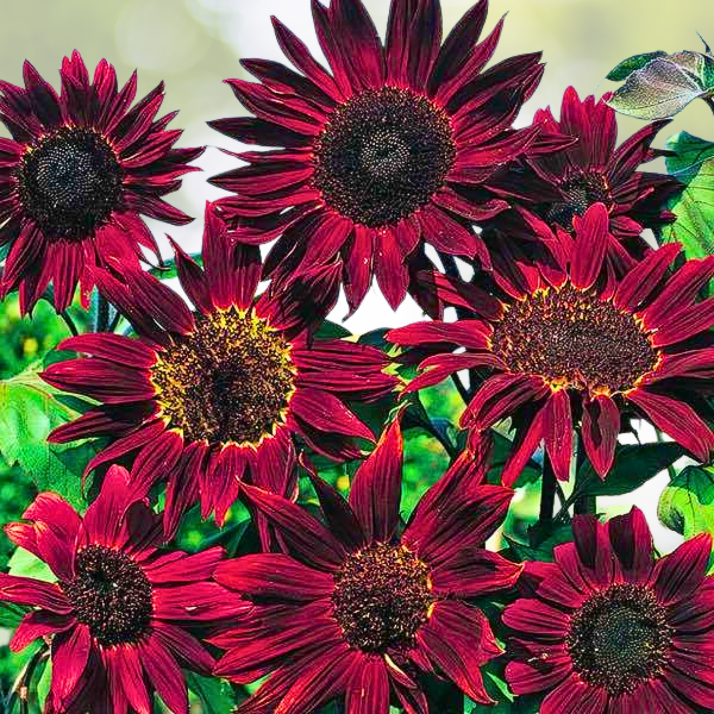 Sunflower Seeds 100 Count Midnight Rouge Non-GMO Red Bees Butterflies Pollinators Helianthus annuus