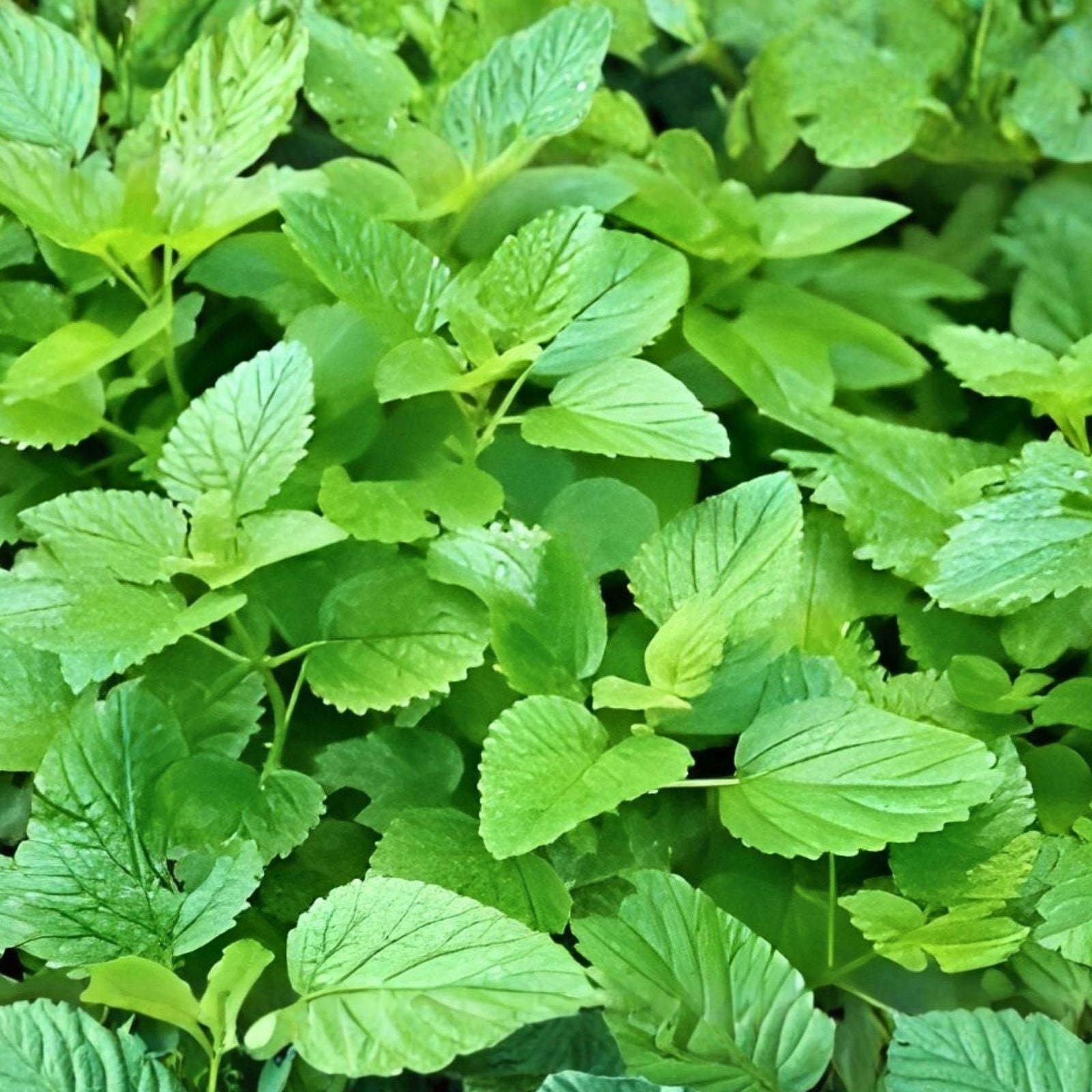 Lemon Balm Mint Live Plants Set of 3, Melissa officinalis, Herbal Perennial Starter for Home Garden, Culinary and Medicinal Herb