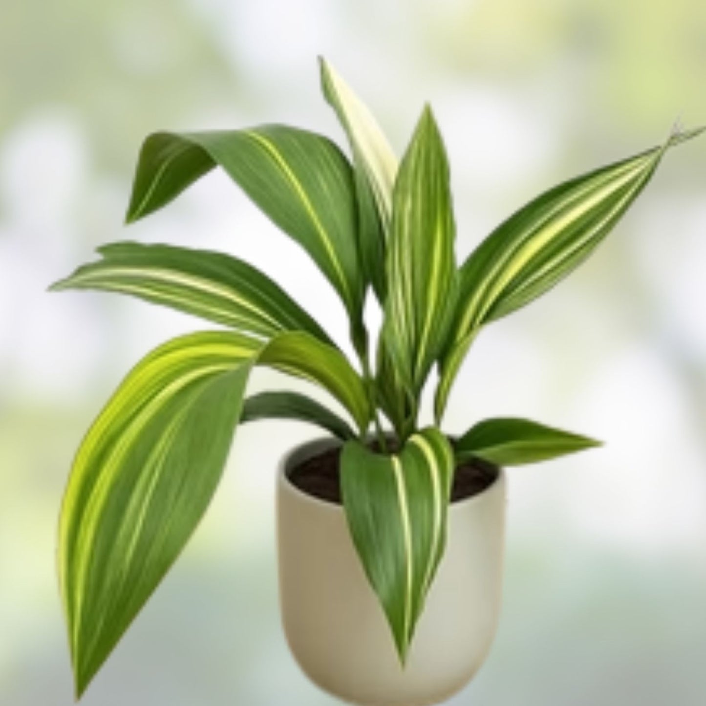 Variegated Aspidistra Plants 5 Pack | Aspidistra elatior | Hardy Cast Iron Indoor Outdoor Plants