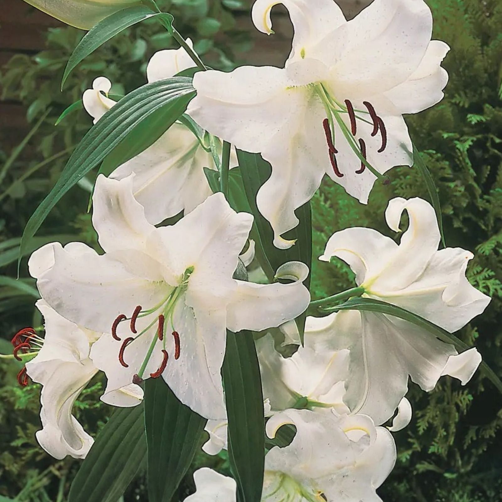 Oriental Lily Bulb 16-18 cm White Casa Blanca Fragrant Lilium Flower Bulb for Garden Planting