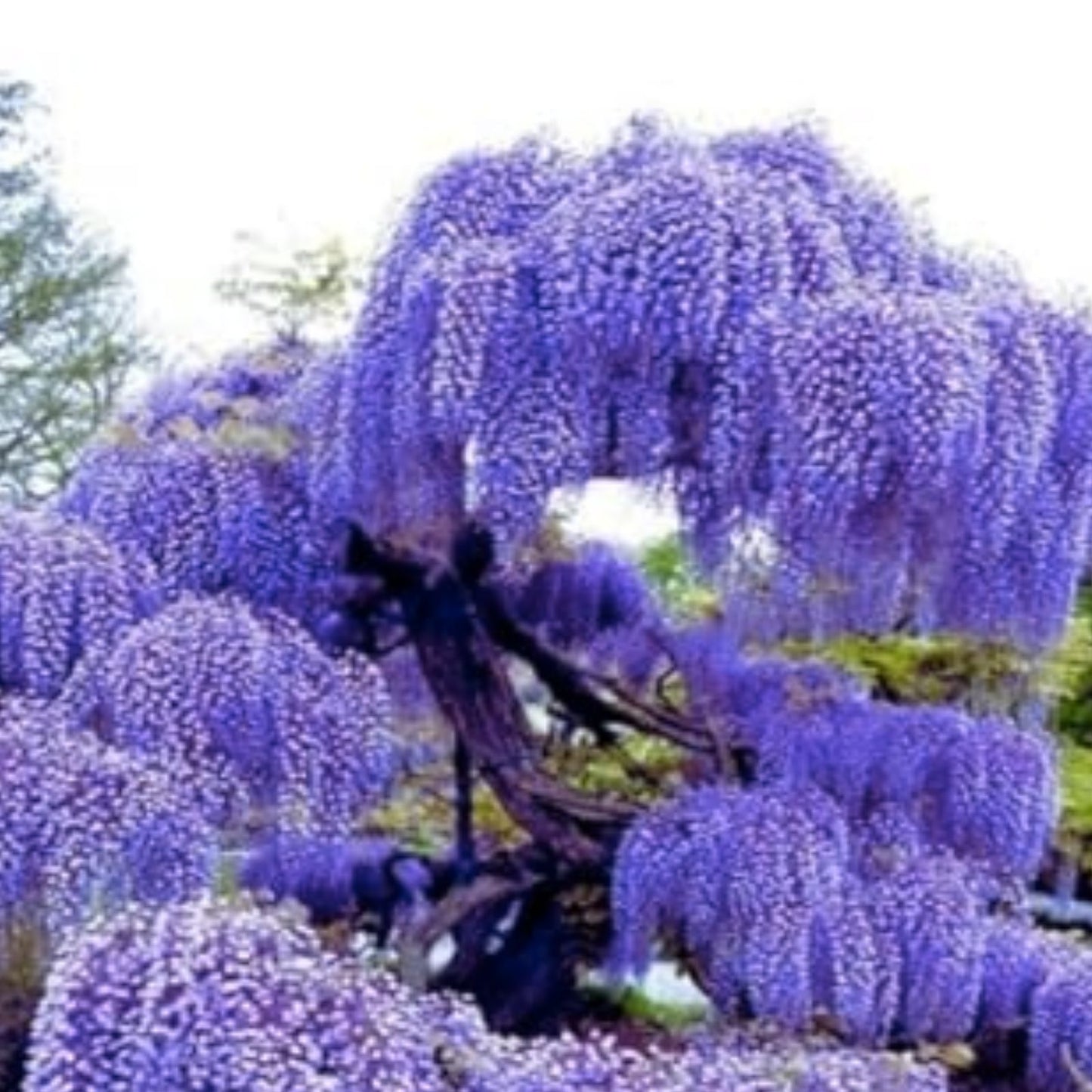 Evergreen Wisteria Seeds - 5 Bright Pink Climbing Flower Perennial Seeds - Wisteria floribunda