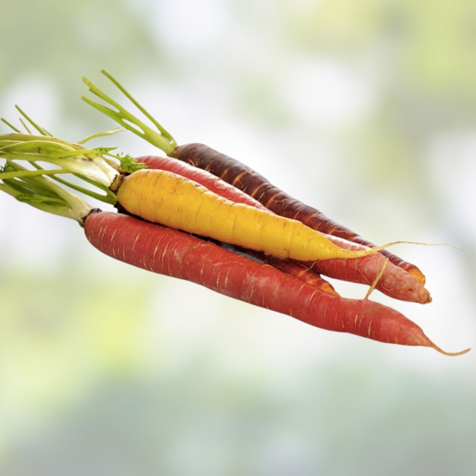 Rainbow Carrot Seeds for Planting | Non-GMO Heirloom Vegetable Seeds | 750 Count | Daucus carota