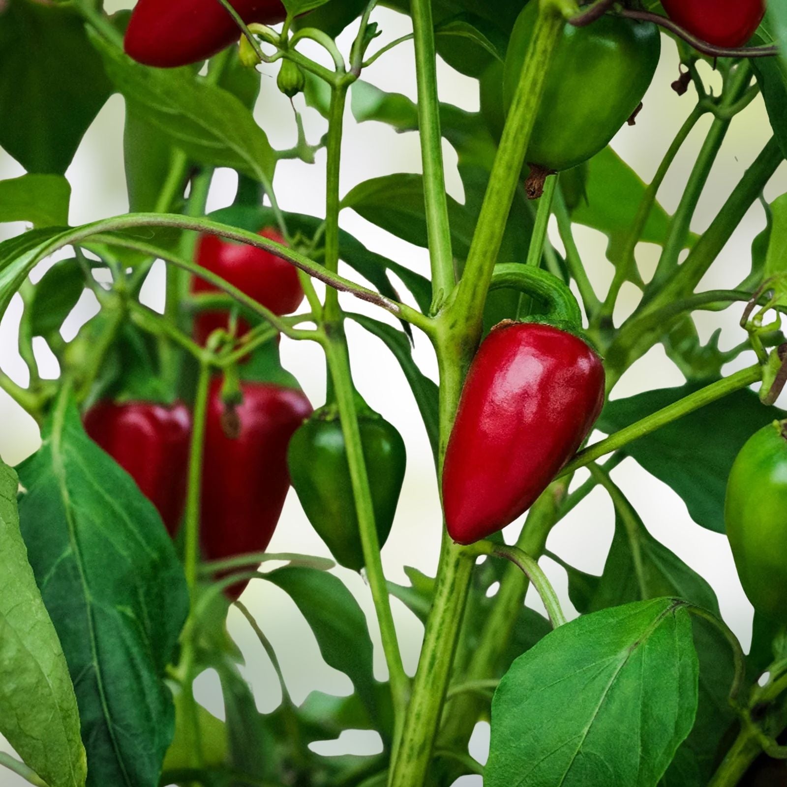 Hot Pepper Seeds Set of 50, Early Jalapeno, Non-GMO Heirloom Capsicum annuum Garden Seeds for Home Growing