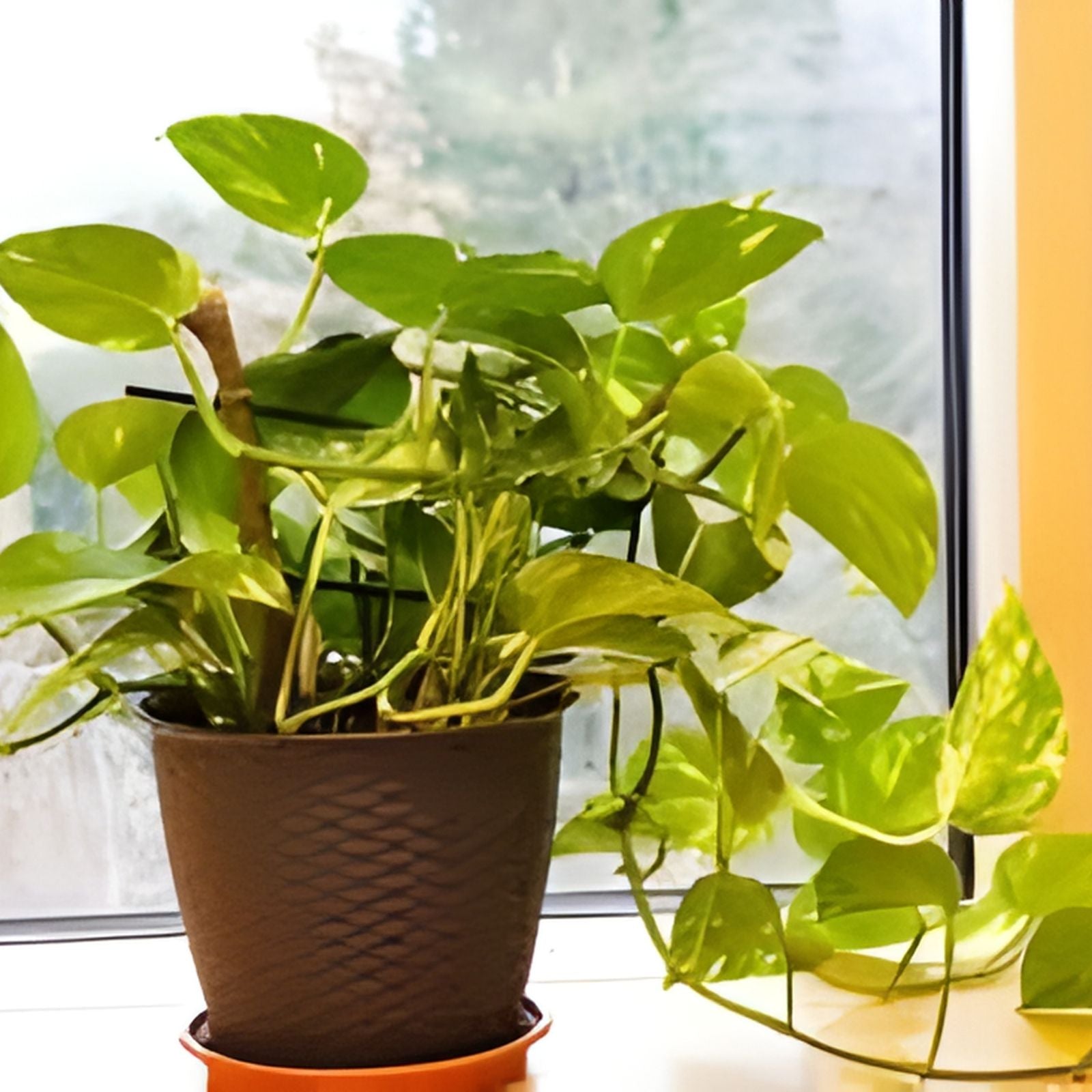 Pothos Cuttings - 5 Stem Plant Clippings - Epipremnum aureum - Indoor Gardening & Propagation Supplies