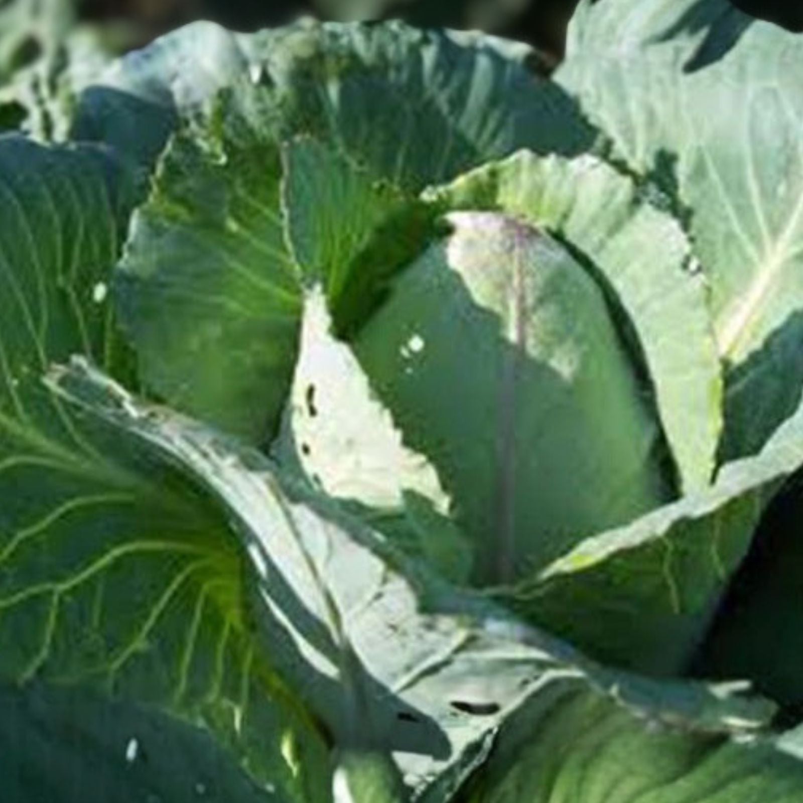Heirloom Cabbage Seeds 500 Non-GMO Charleston Wakefield Organic Vegetable Gardening Brassica oleracea